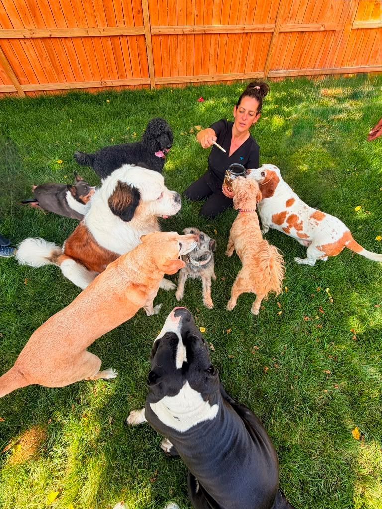 Person sitting on grass surrounded by seven dogs, including a large black-and-white dog and several tan and spotted dogs.