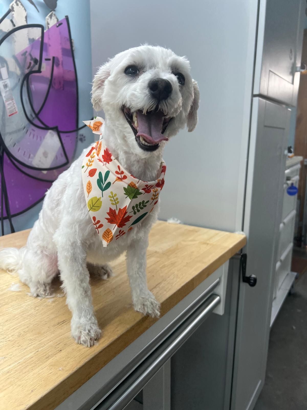 White dog with autumn bandana, smiling on a wooden counter.