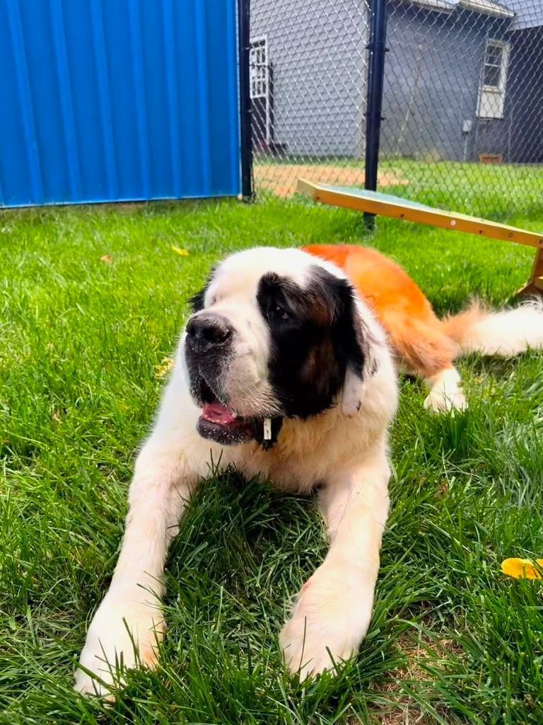 Saint Bernard lying on green grass near a blue shed, with a fenced yard in the background