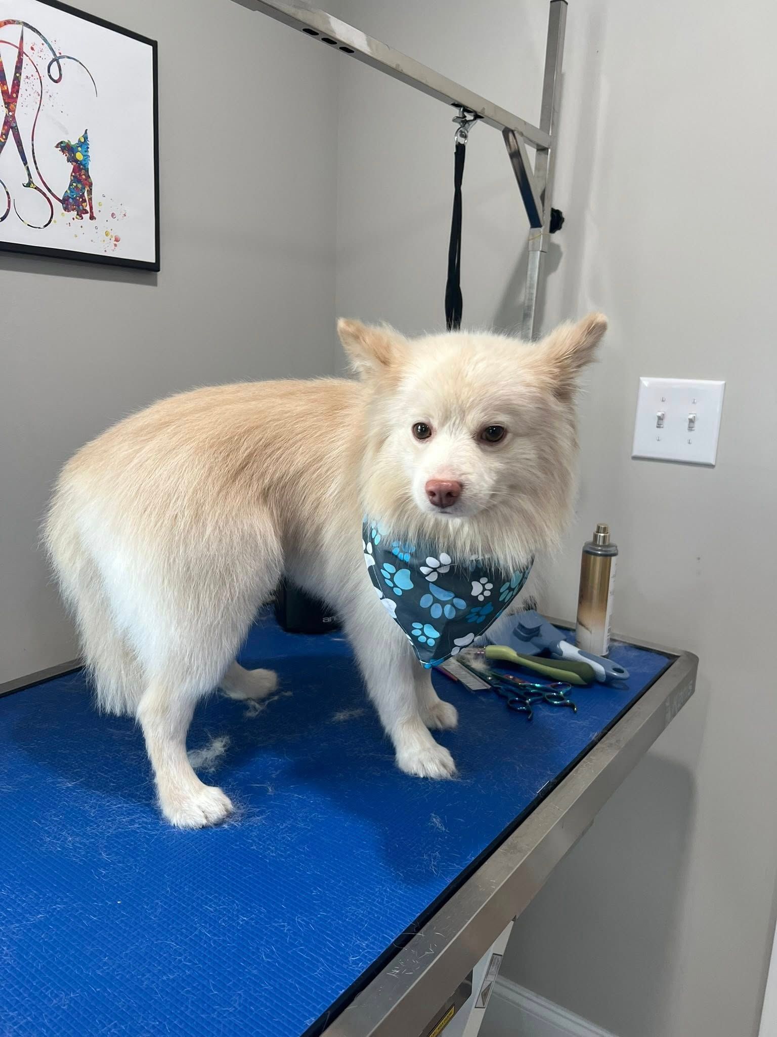 Cream-colored dog with a blue bandana standing on a grooming table. Wall art and light fixtures visible.