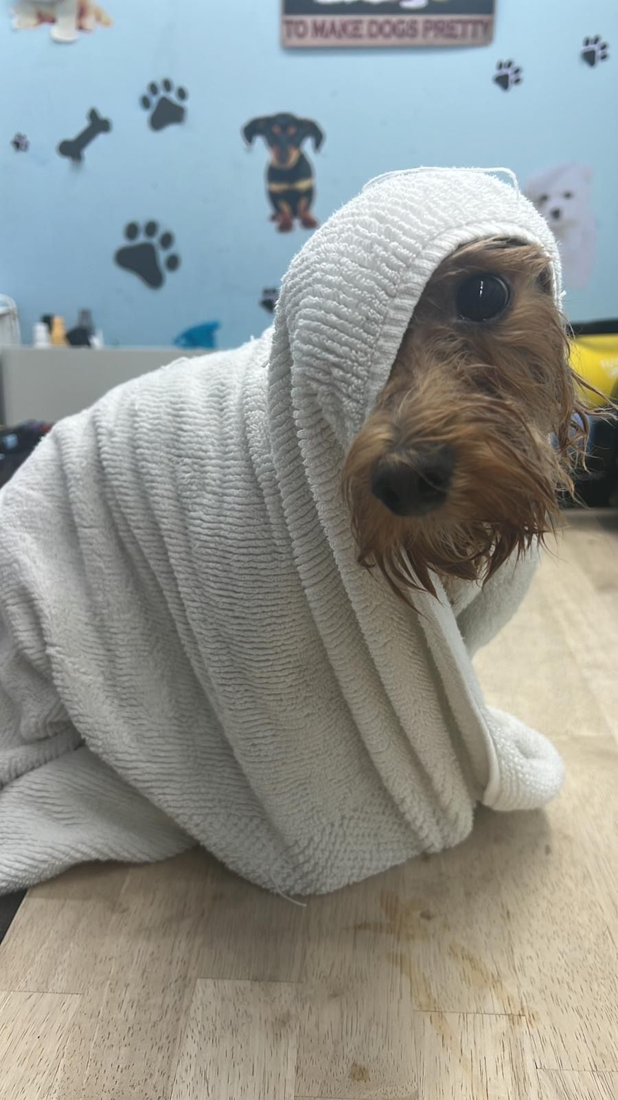 A wet Yorkshire Terrier wrapped in a white towel, looking at the camera. Grooming salon background.
