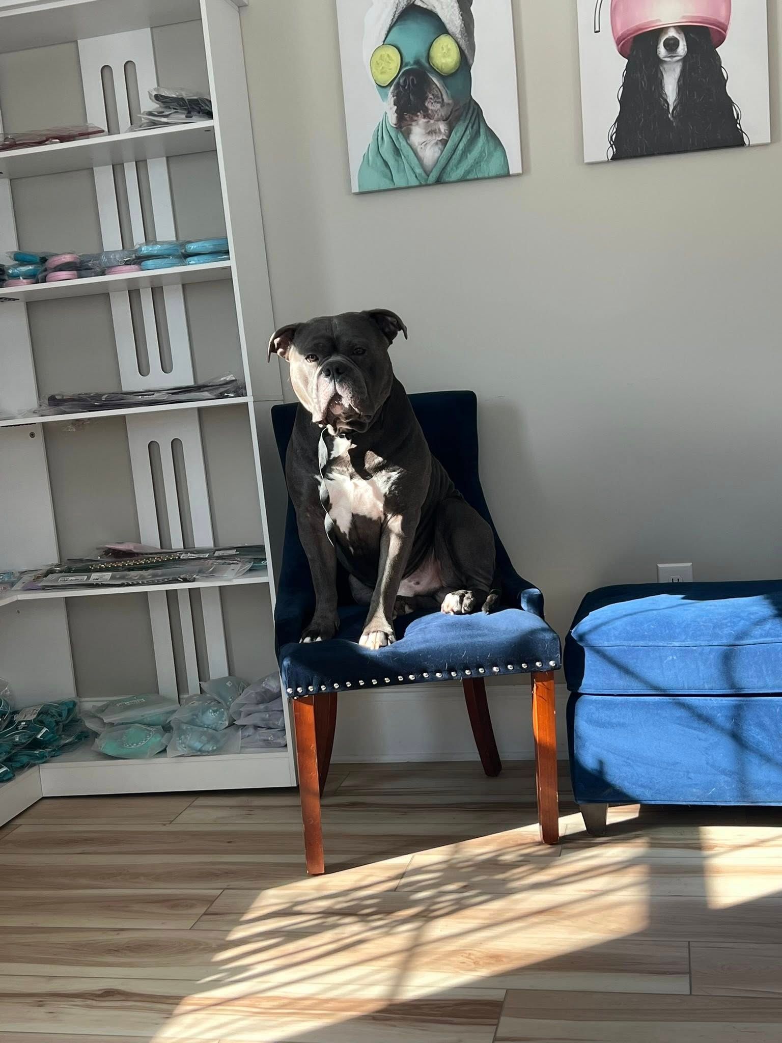Black dog sits on a blue chair, indoors. A white shelf and wall art are visible.