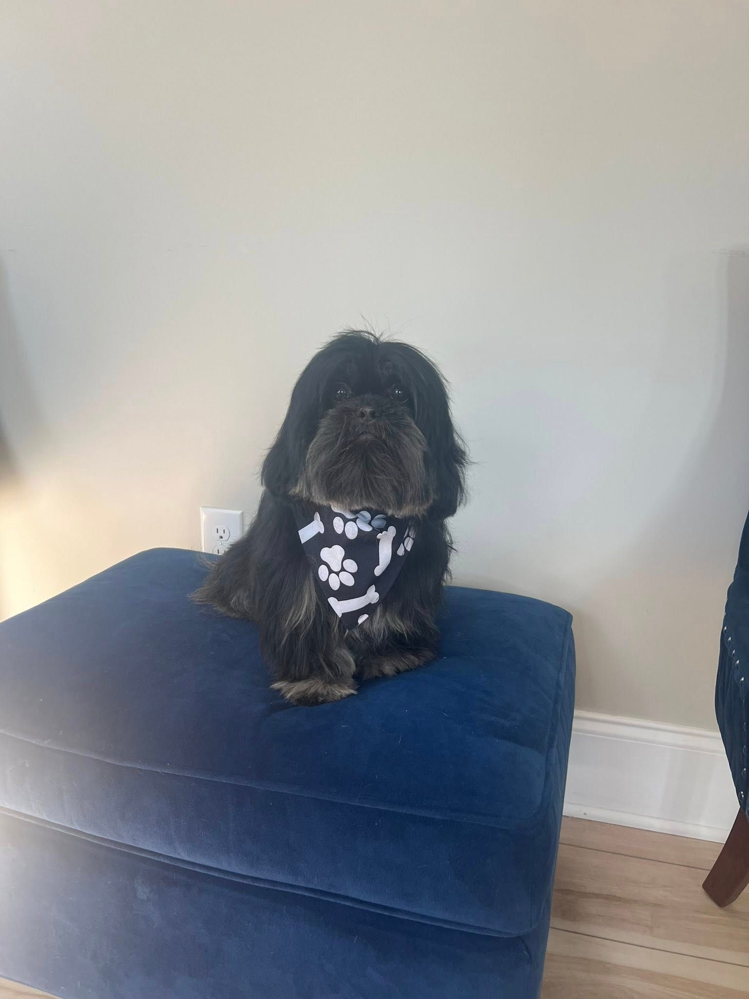 Black dog wearing a skull-print bandana, sitting on a blue ottoman.