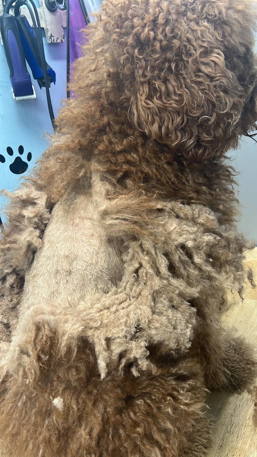 A brown dog with matted fur is being groomed, revealing shaved patches. Grooming table in the background.