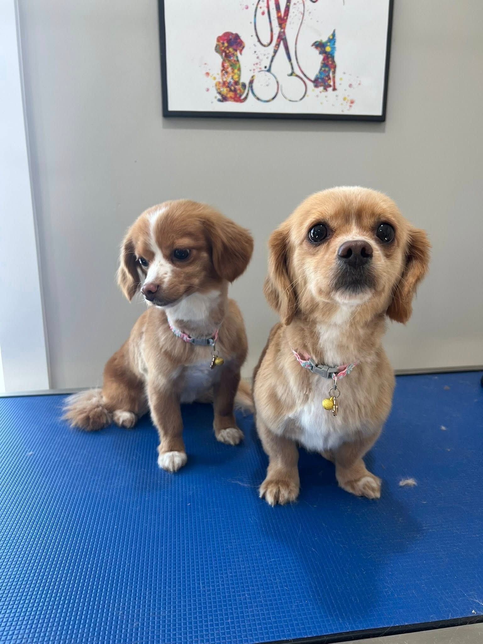 Two small, groomed dogs with short brown fur sitting on a blue surface, looking at the camera.