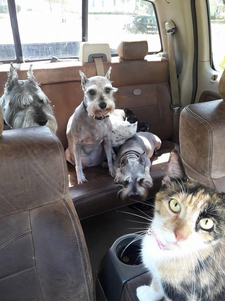 Four dogs and a cat in a pickup truck. One cat stares forward; three dogs sit in the back seat.