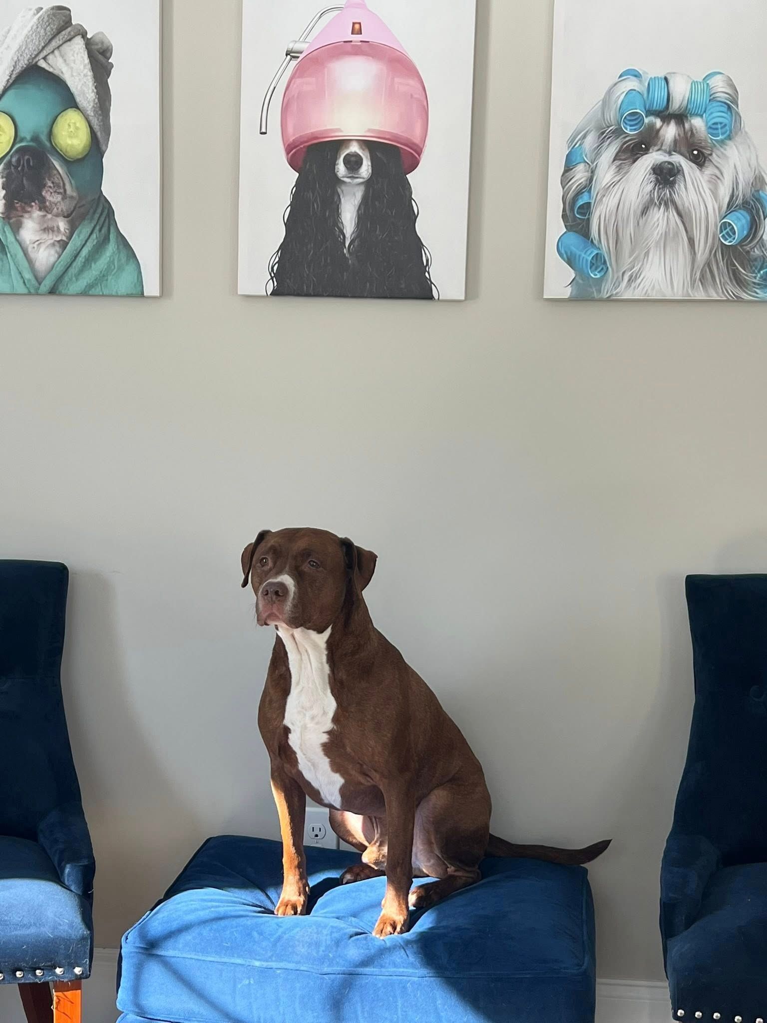 Dog sitting on a blue ottoman, with three dog portraits on the wall behind.