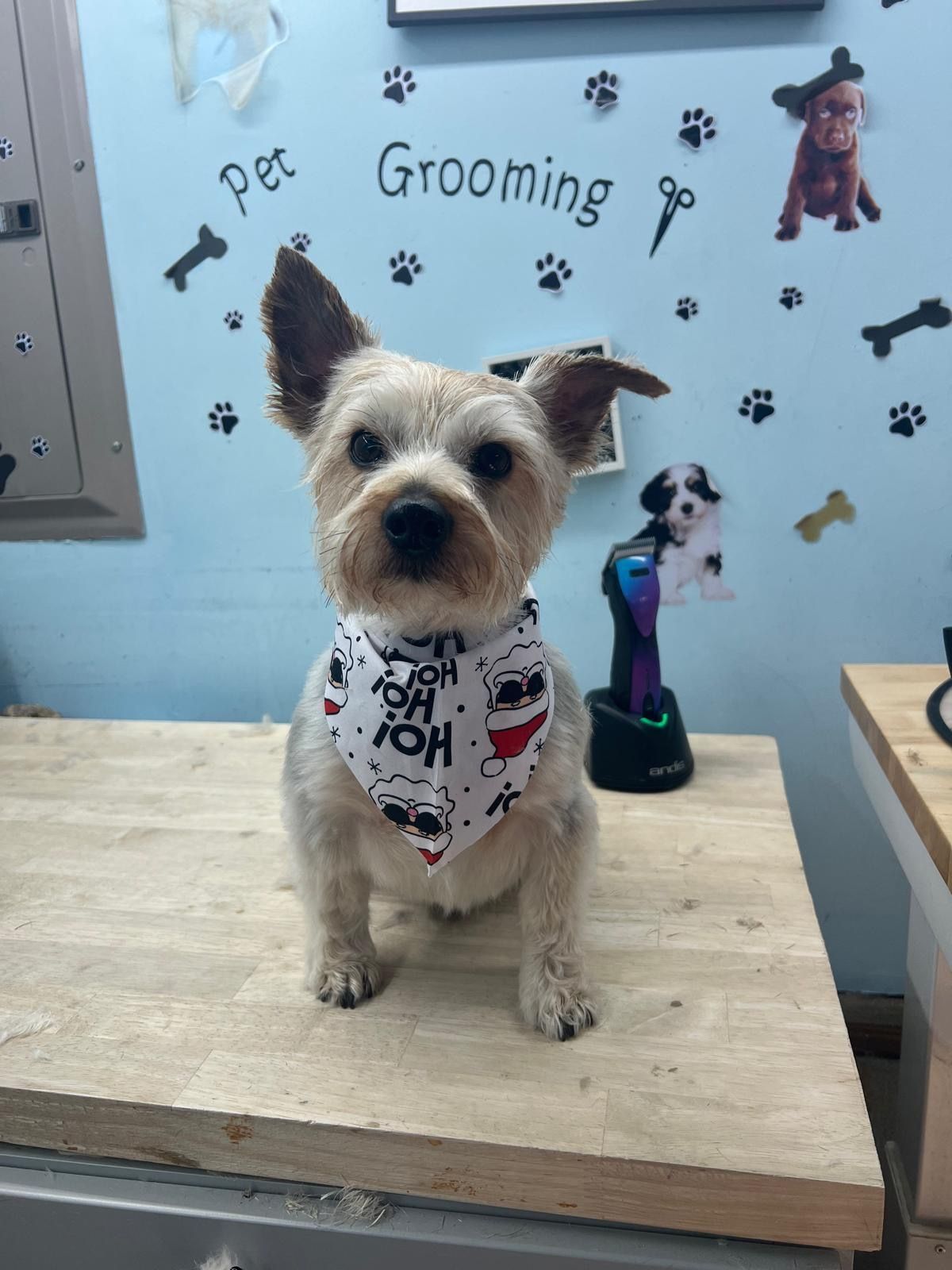Yorkshire Terrier dog wearing a bandana, sitting on a grooming table in a pet grooming salon.