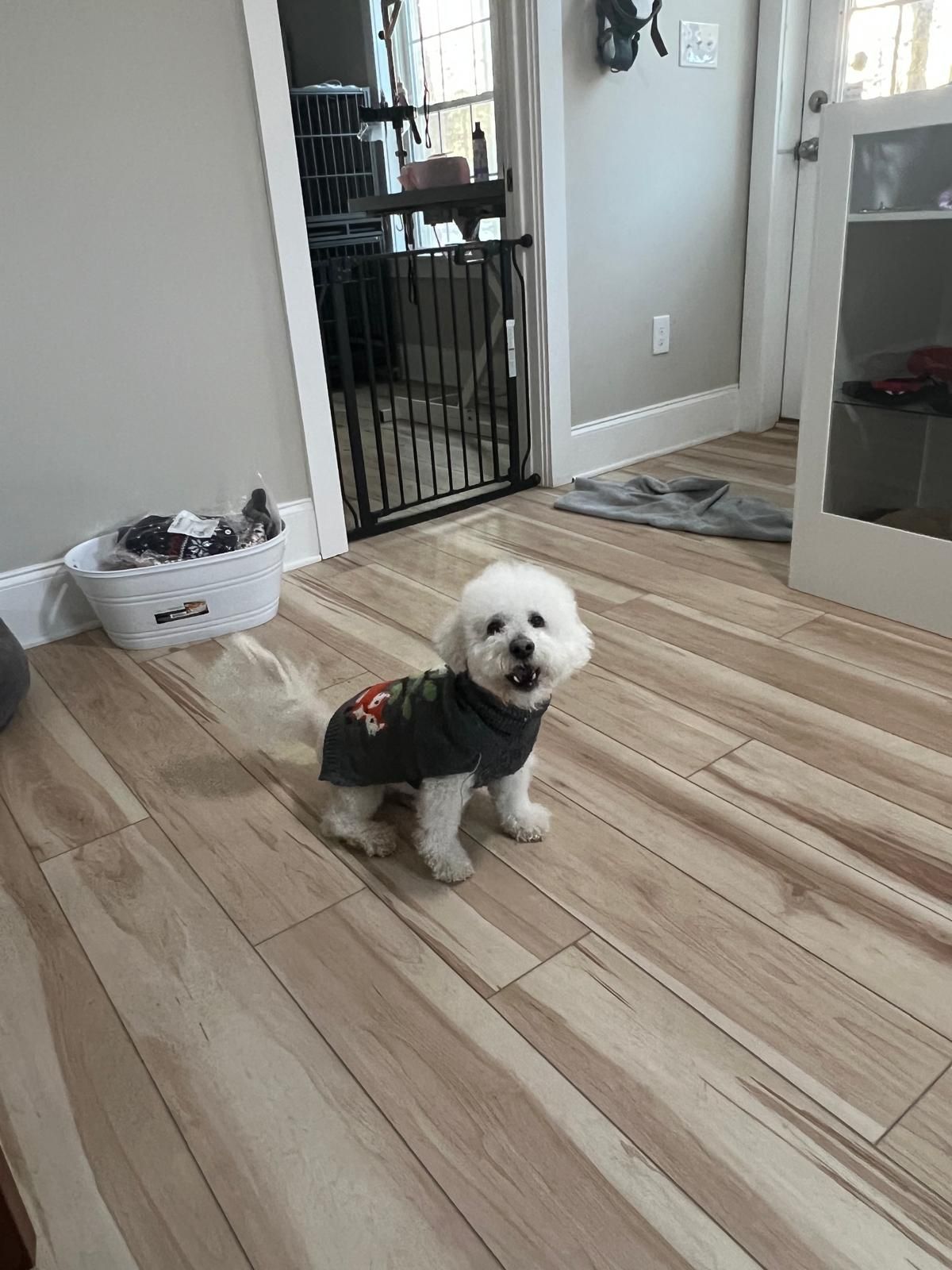 Small white dog in a dark gray sweater, indoors on wood-look flooring, looking up, mouth open.