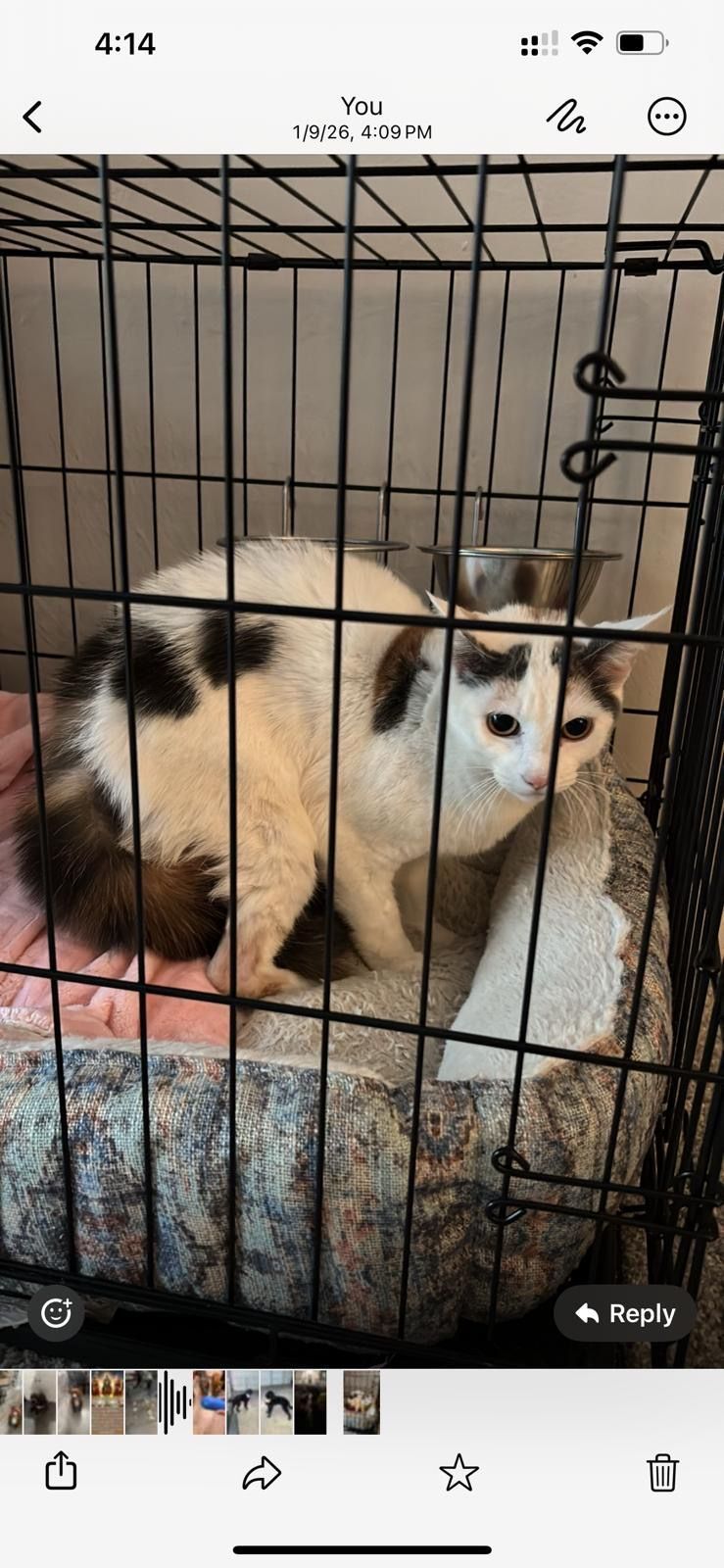 A white and black cat sits inside a metal cage.