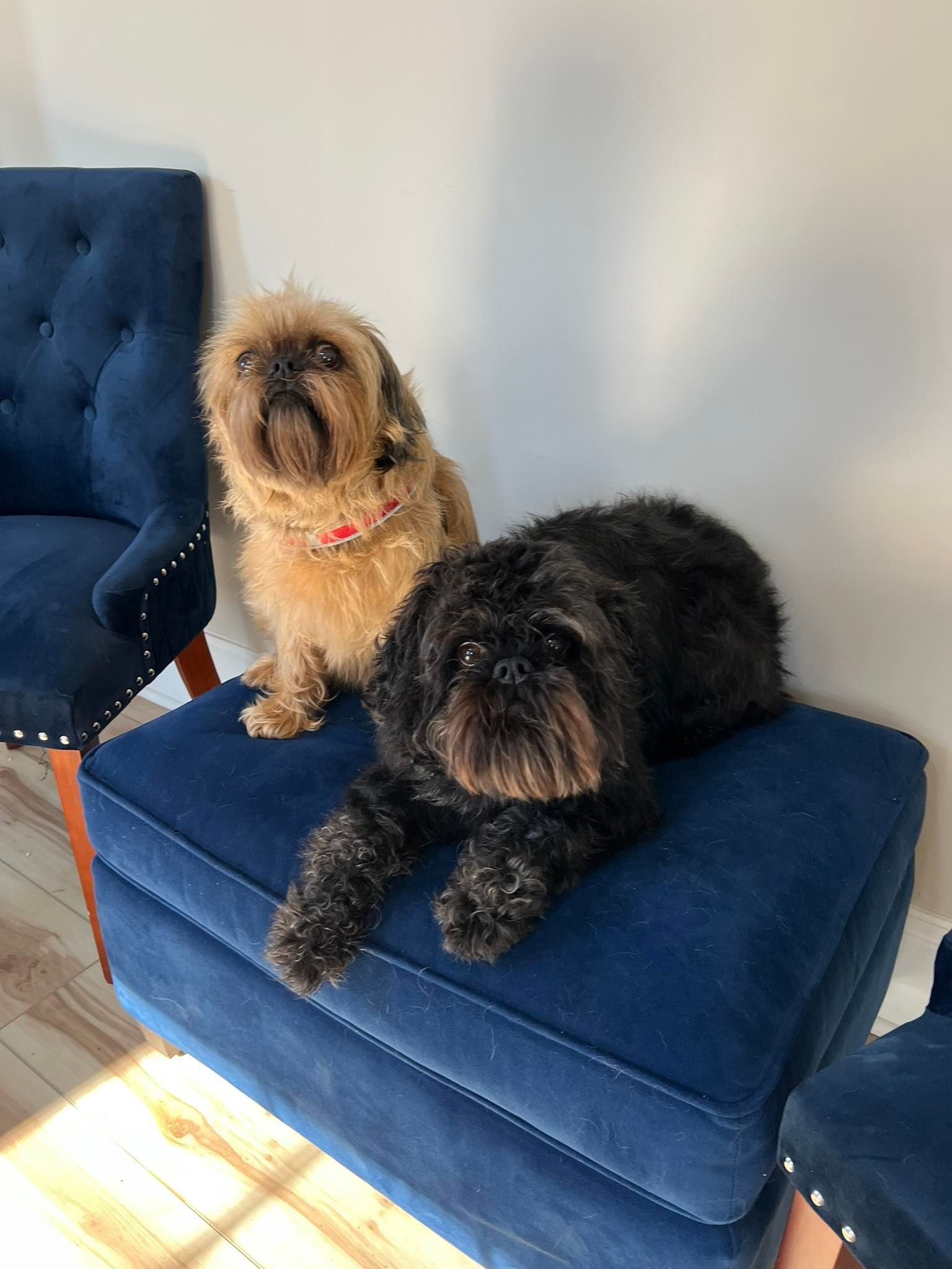 Two Affenpinschers, one tan, one black, sit on a blue ottoman in front of a blue chair.