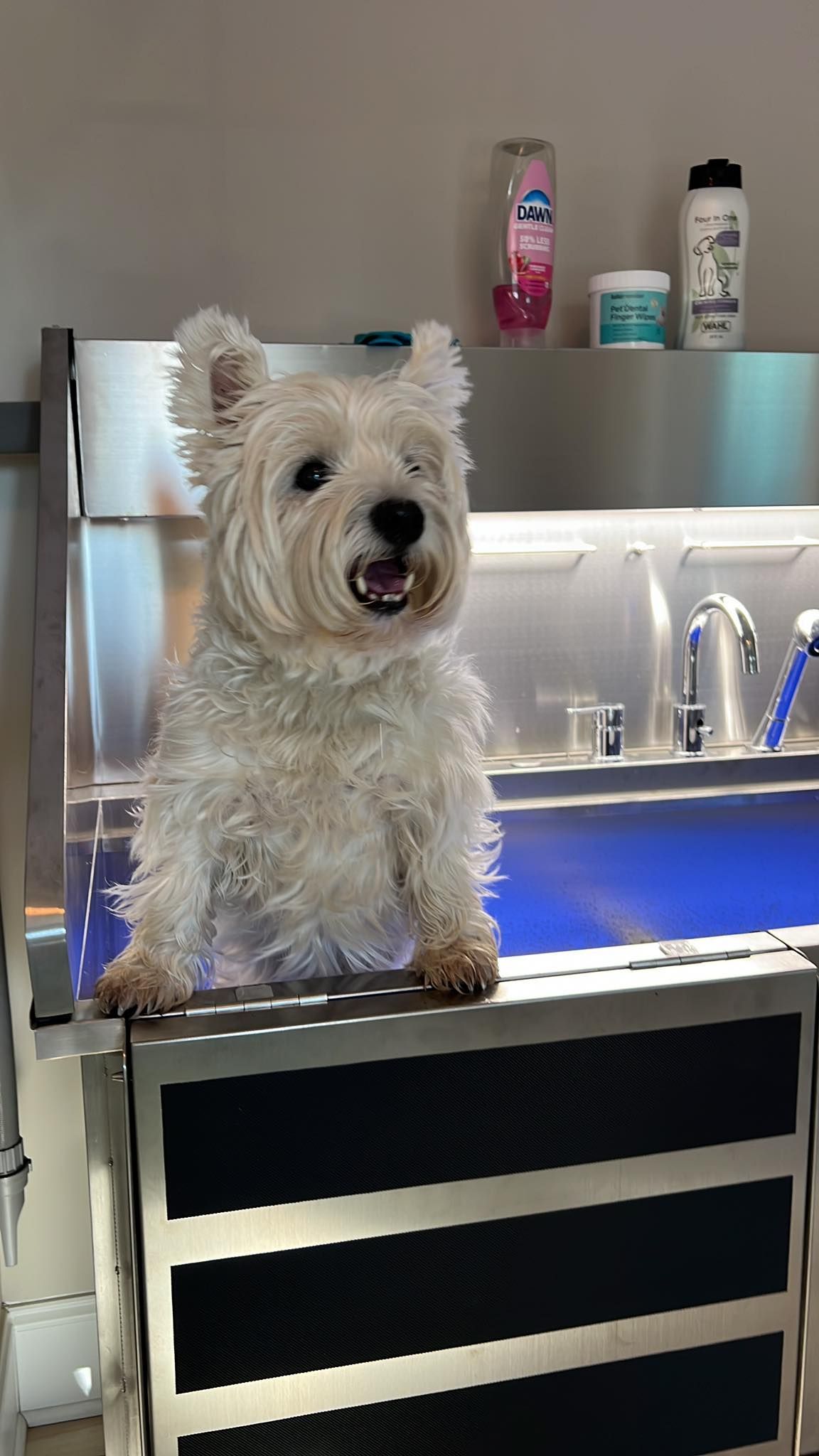 White West Highland Terrier dog sits by a grooming station, smiling.