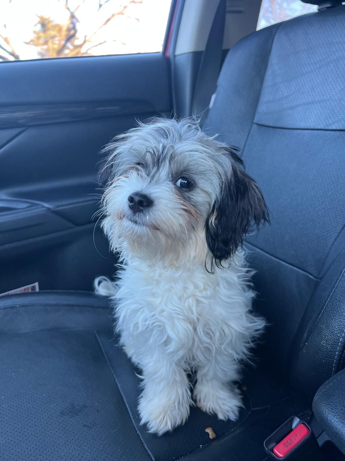 A small, fluffy dog with black and white fur sits on a car seat, looking towards the camera.