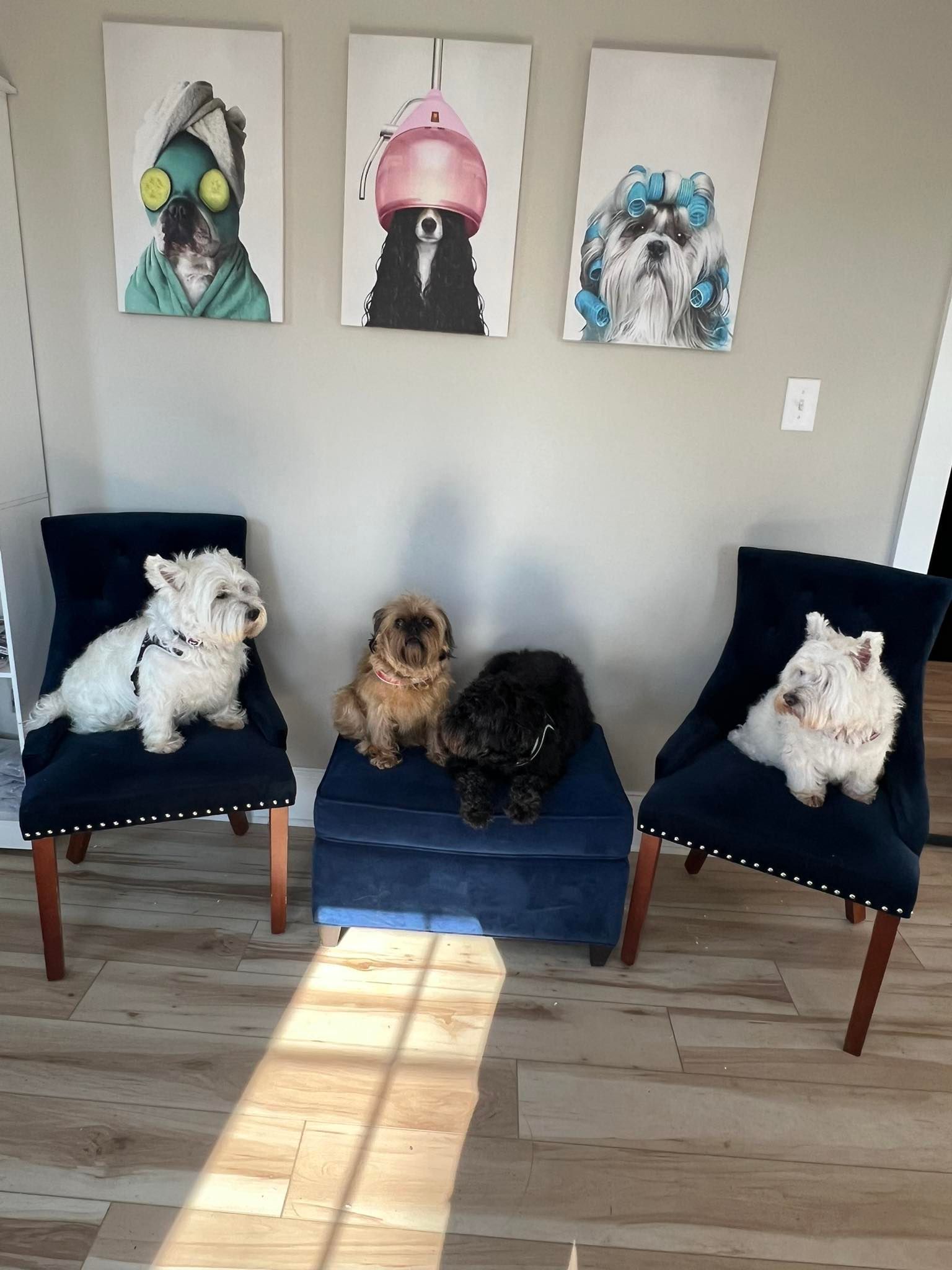 Three dogs sitting on chairs and an ottoman, with dog portraits above.