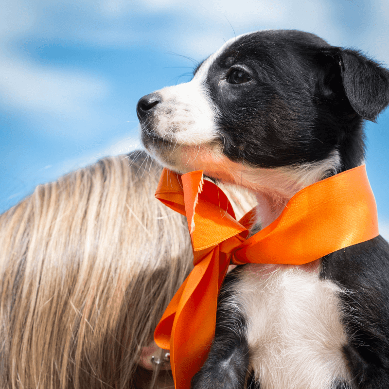 Black and white puppy with an orange ribbon. Blue sky background, tan hair visible.