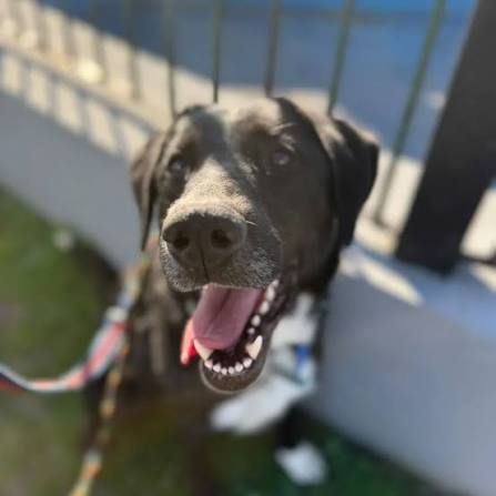 Black and white dog with open mouth, panting. Leash visible, sunny outdoor setting.