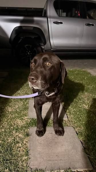 Chocolate Labrador dog on leash, standing on a walkway, truck in the background.