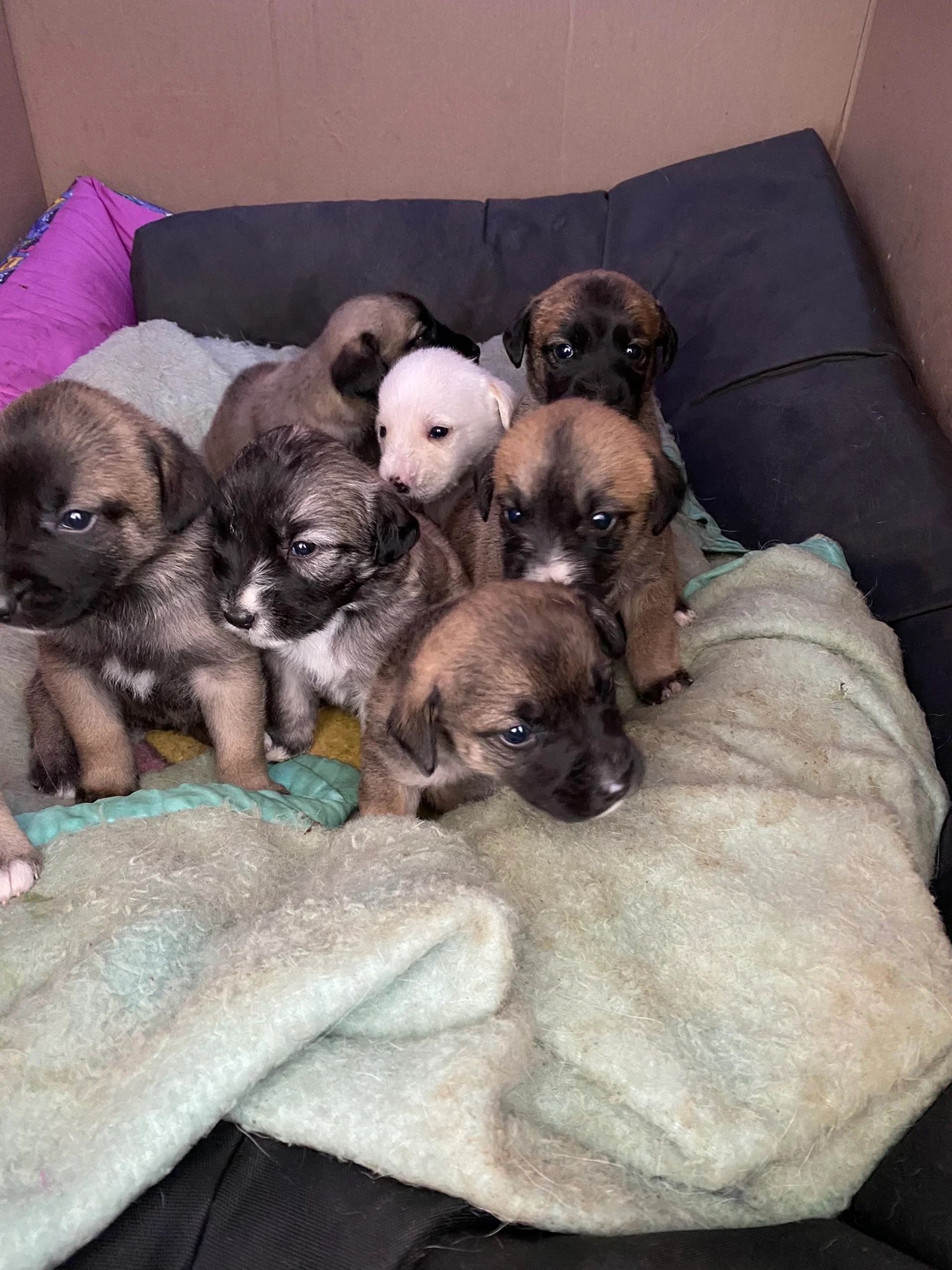 Eight brown and tan puppies huddled together on a blanket, some with black masks.