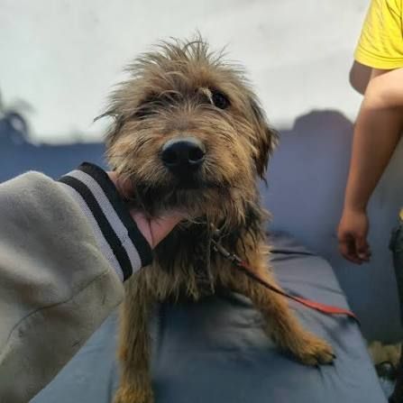 A shaggy brown dog is being held by a person. A dog looking forward with a leash. Outdoor setting.