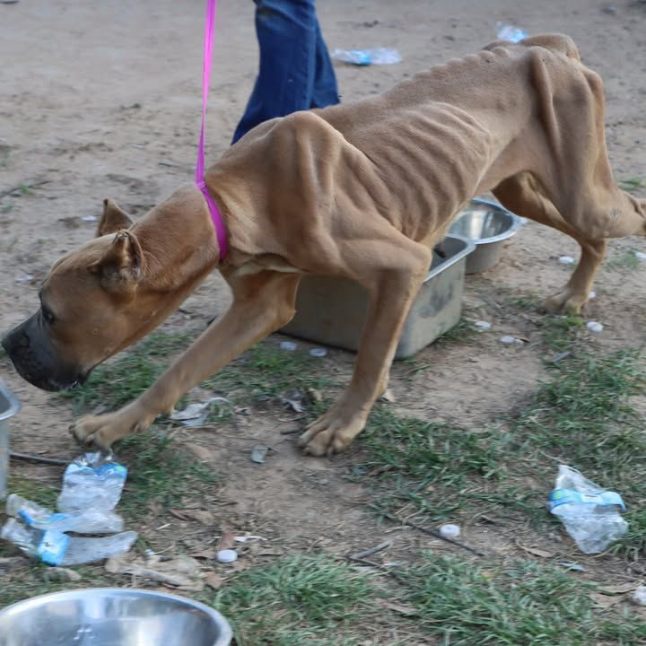 Underweight brown dog with exposed ribs, wearing a pink collar and muzzle, reaching toward a metal bowl.