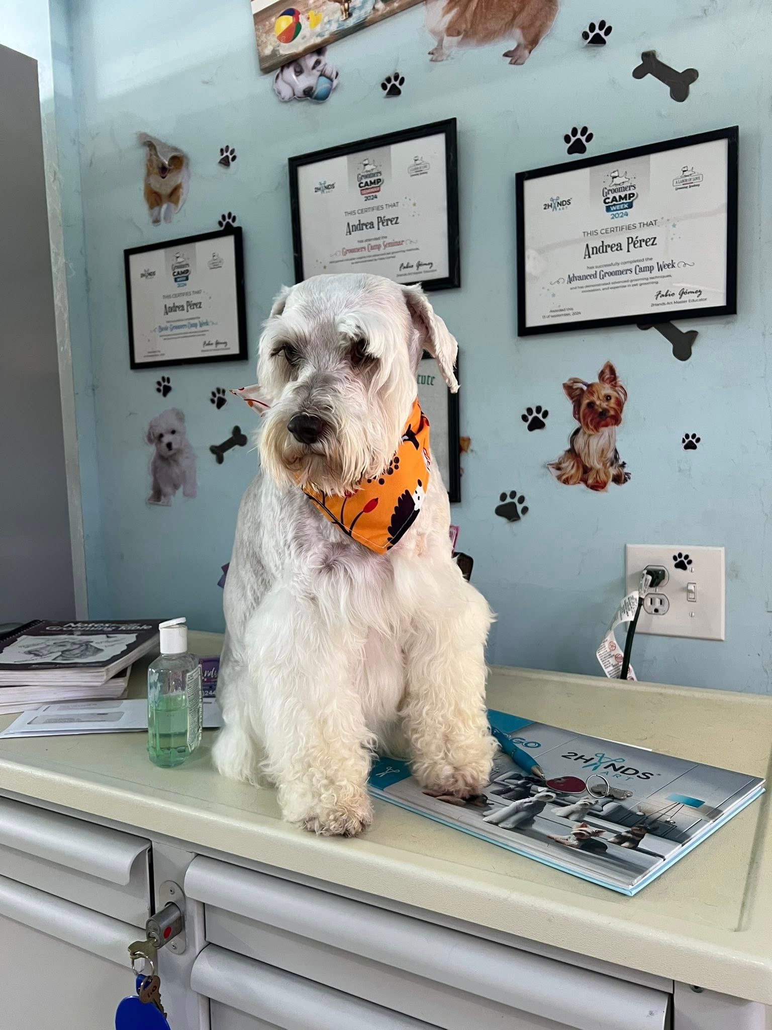 White dog with orange bandana on a table in a clinic, diplomas and paw prints on the wall.