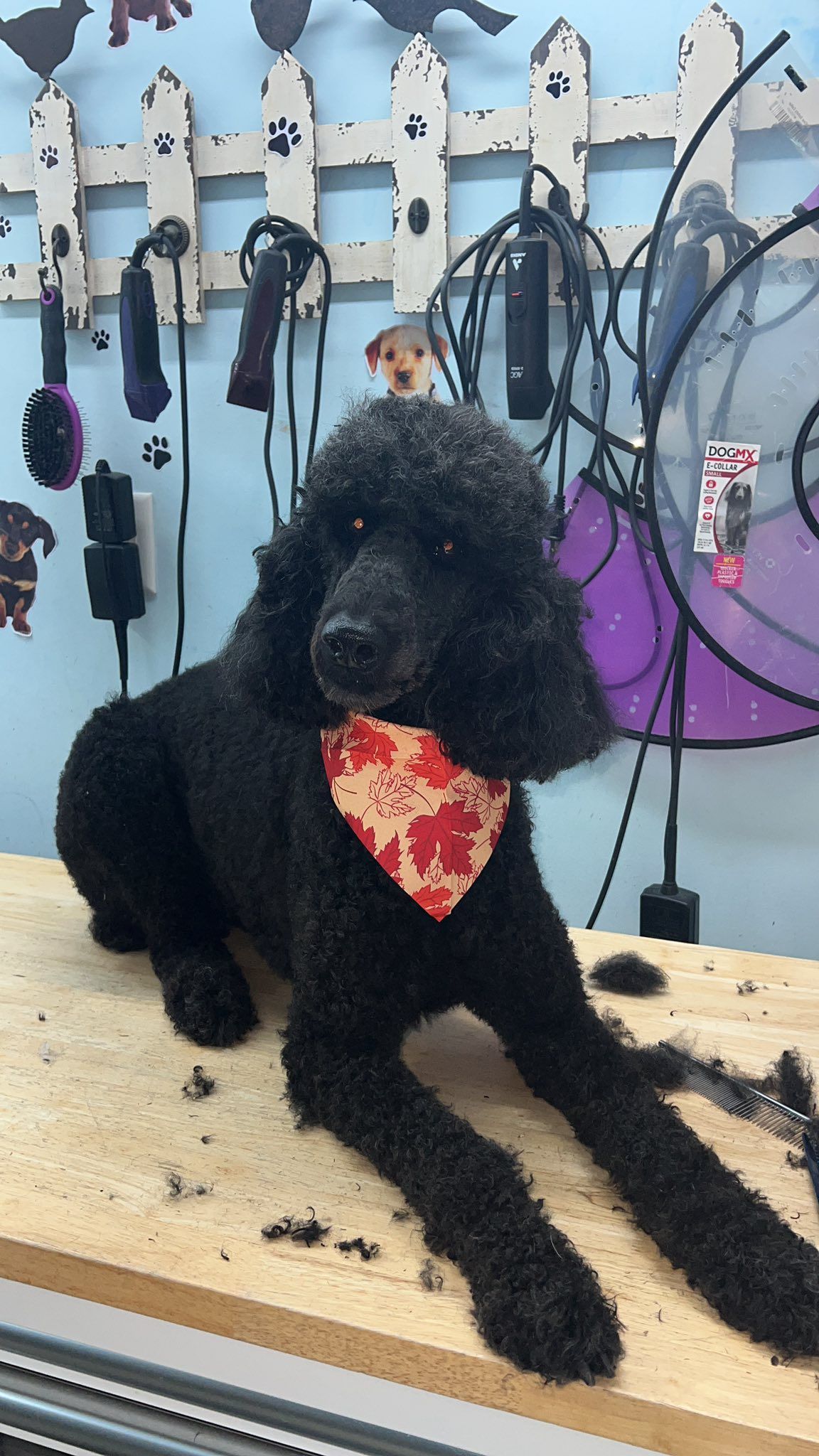 Black poodle with a red patterned bandana sitting on a wooden surface, grooming tools in background.