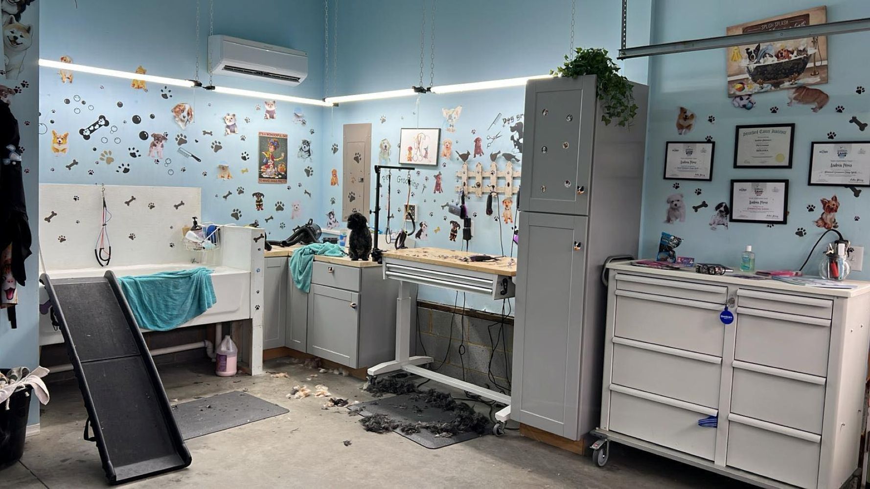 Dog grooming shop interior with grooming table, cabinets, and dog-themed wallpaper.