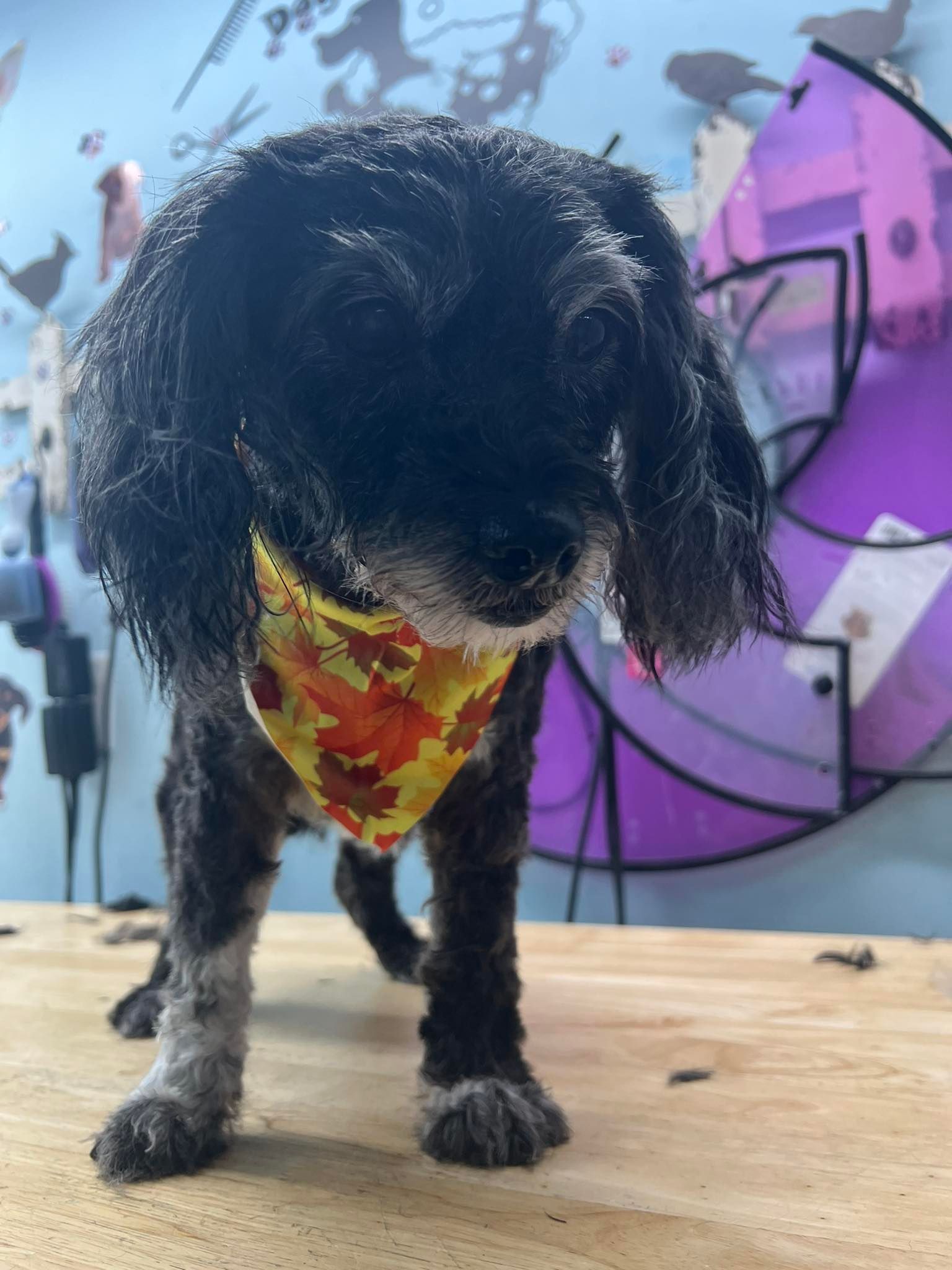 Black dog wearing bandana with autumn leaves, standing on wood surface, grooming setting.
