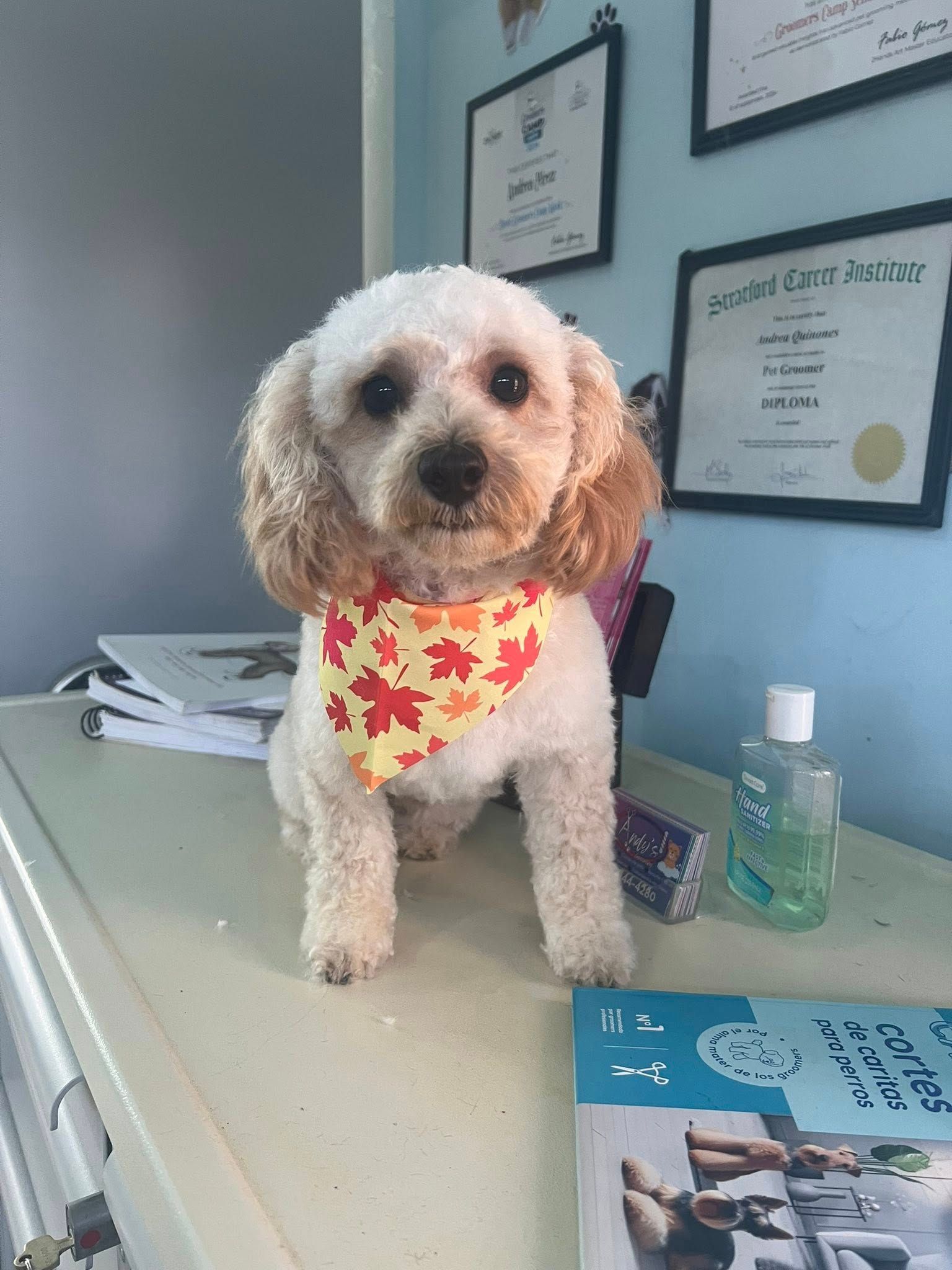 A small, fluffy dog with a fall-themed bandana sits on a counter. It has light-colored fur and is looking at the camera.