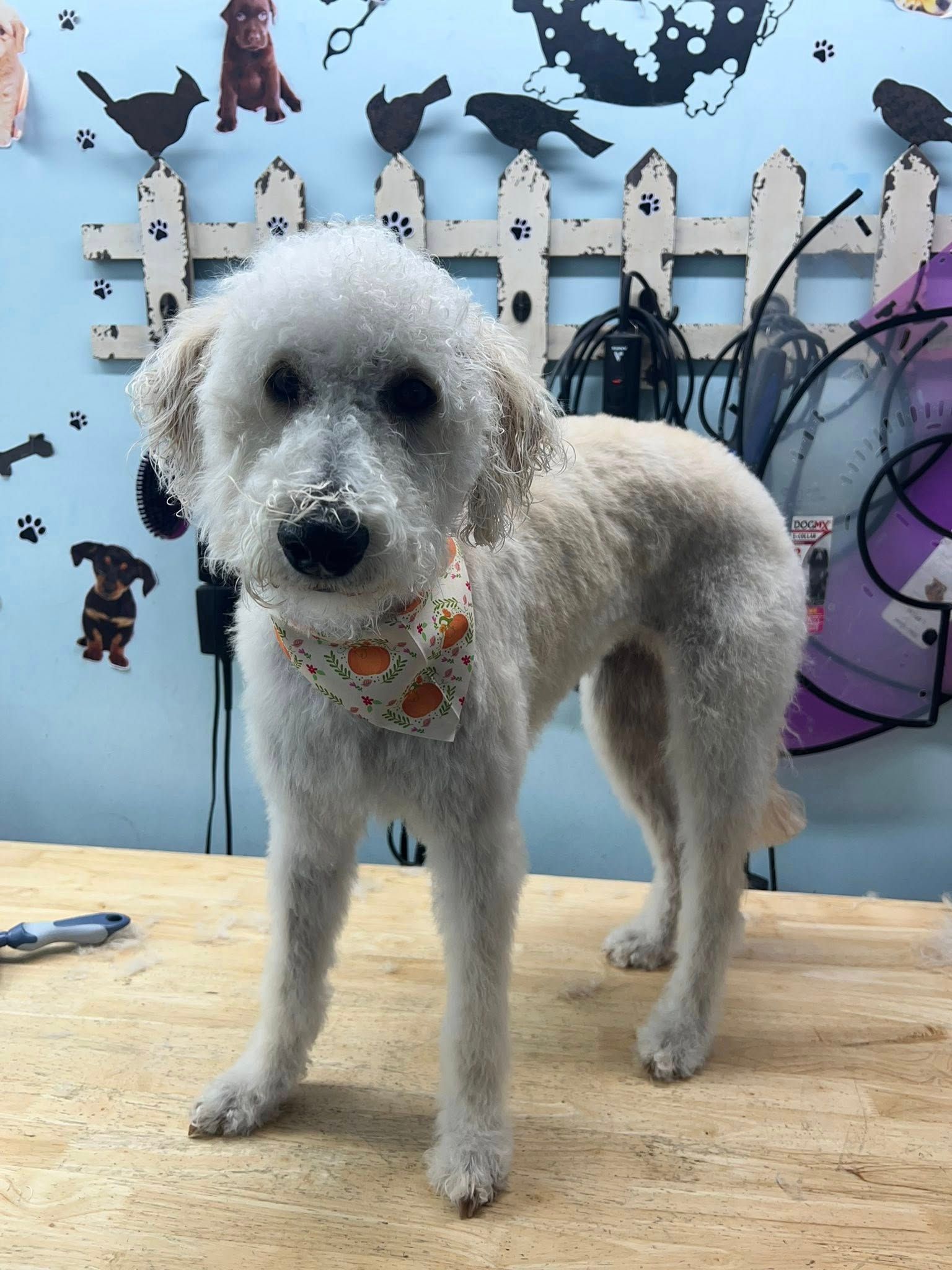 White poodle with fresh haircut wearing an orange bandana, standing on a grooming table.