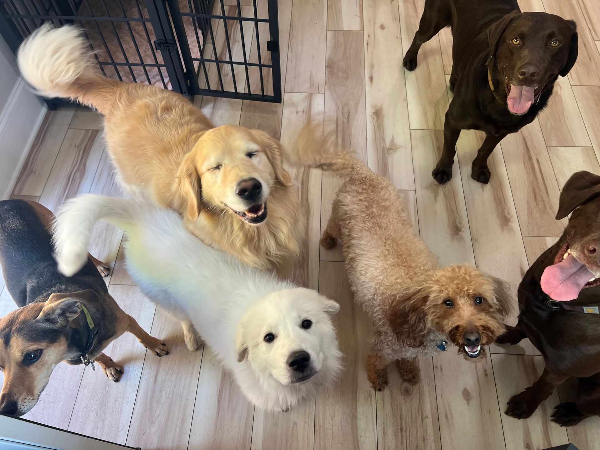 Six dogs gathered indoors, looking up at the camera on a wooden floor