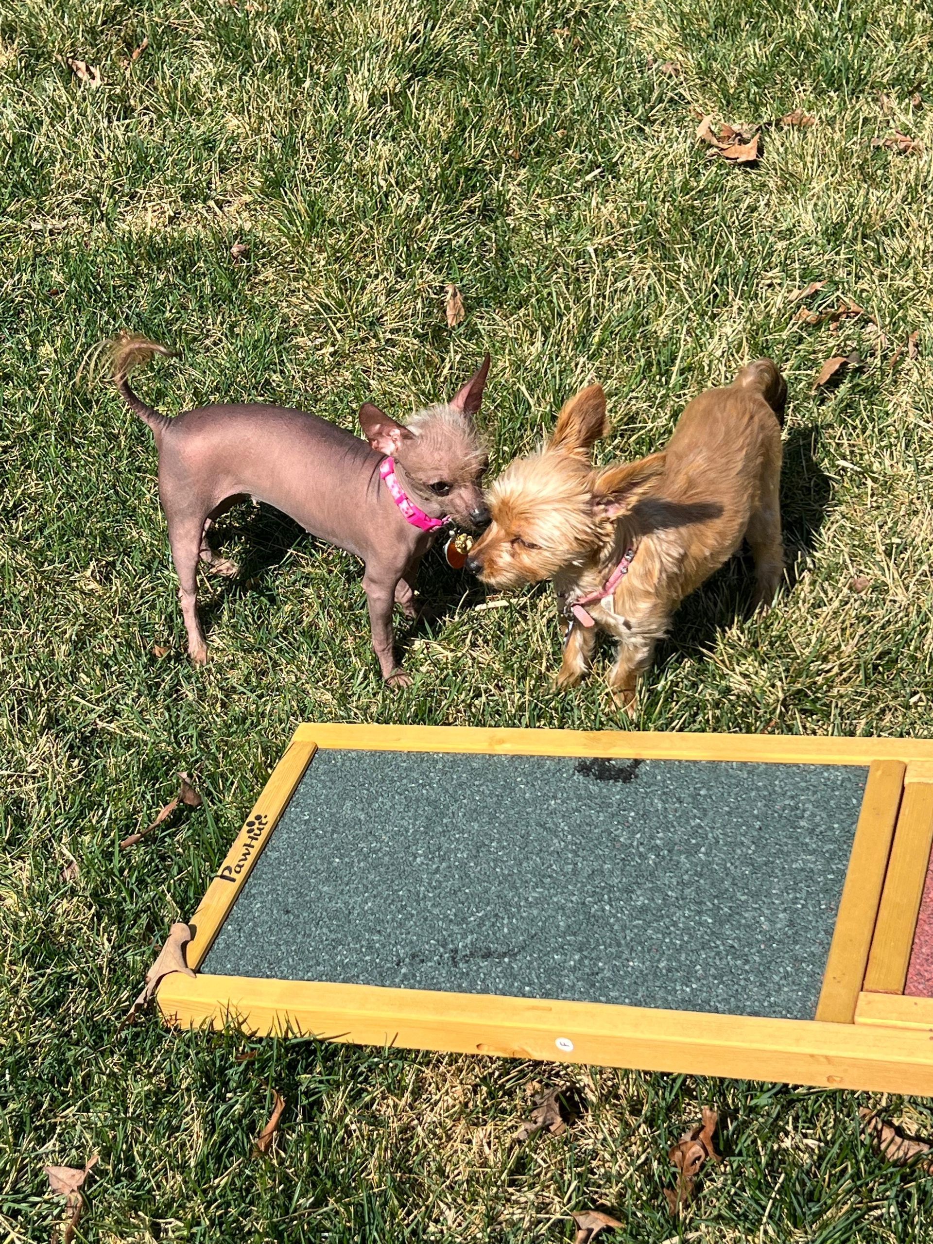 Two small dogs playing on grass beside a yellow-framed ramp with a green surface