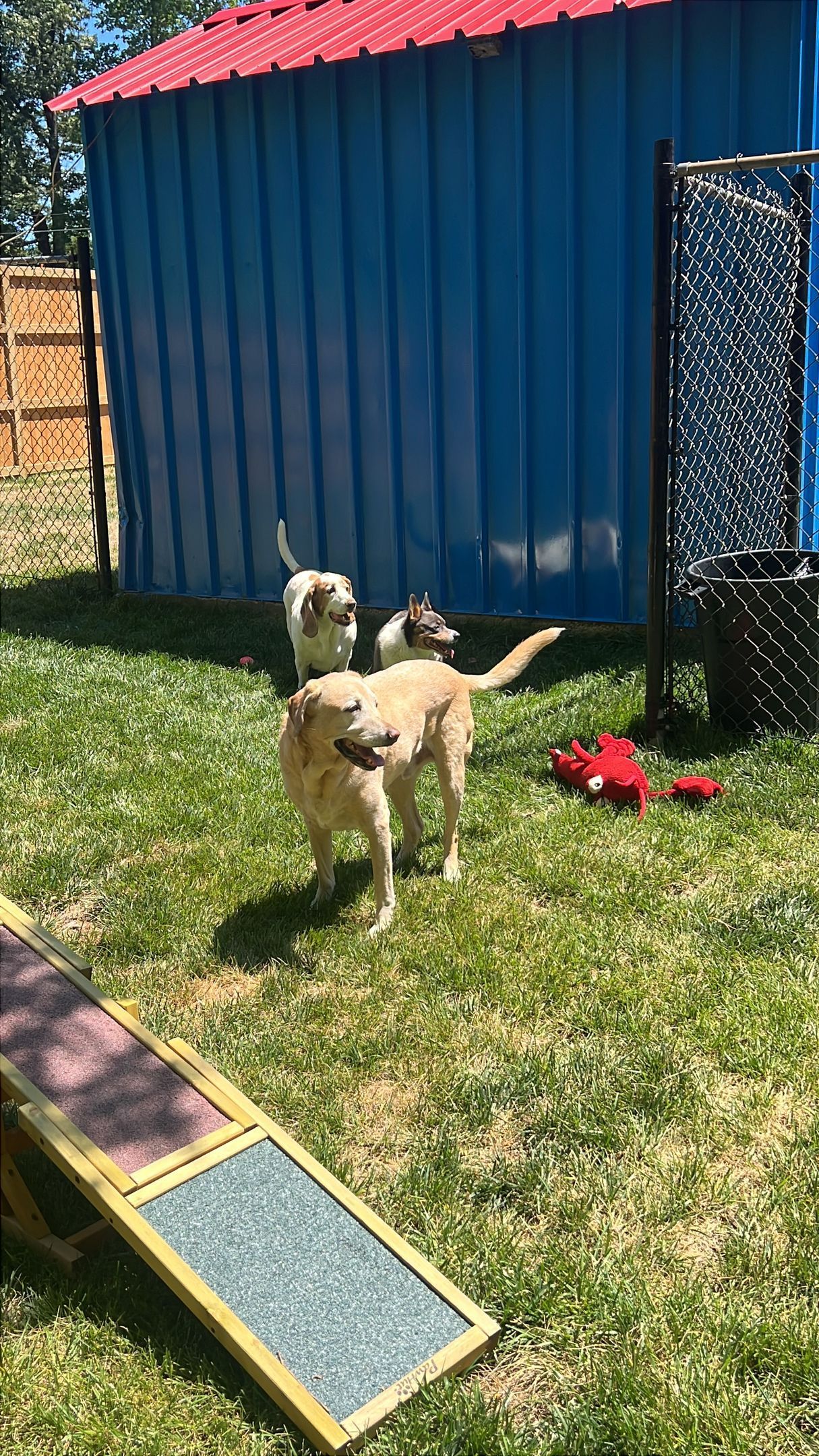 Small tan dog standing in a grassy yard beside a blue shed and a red flower bed