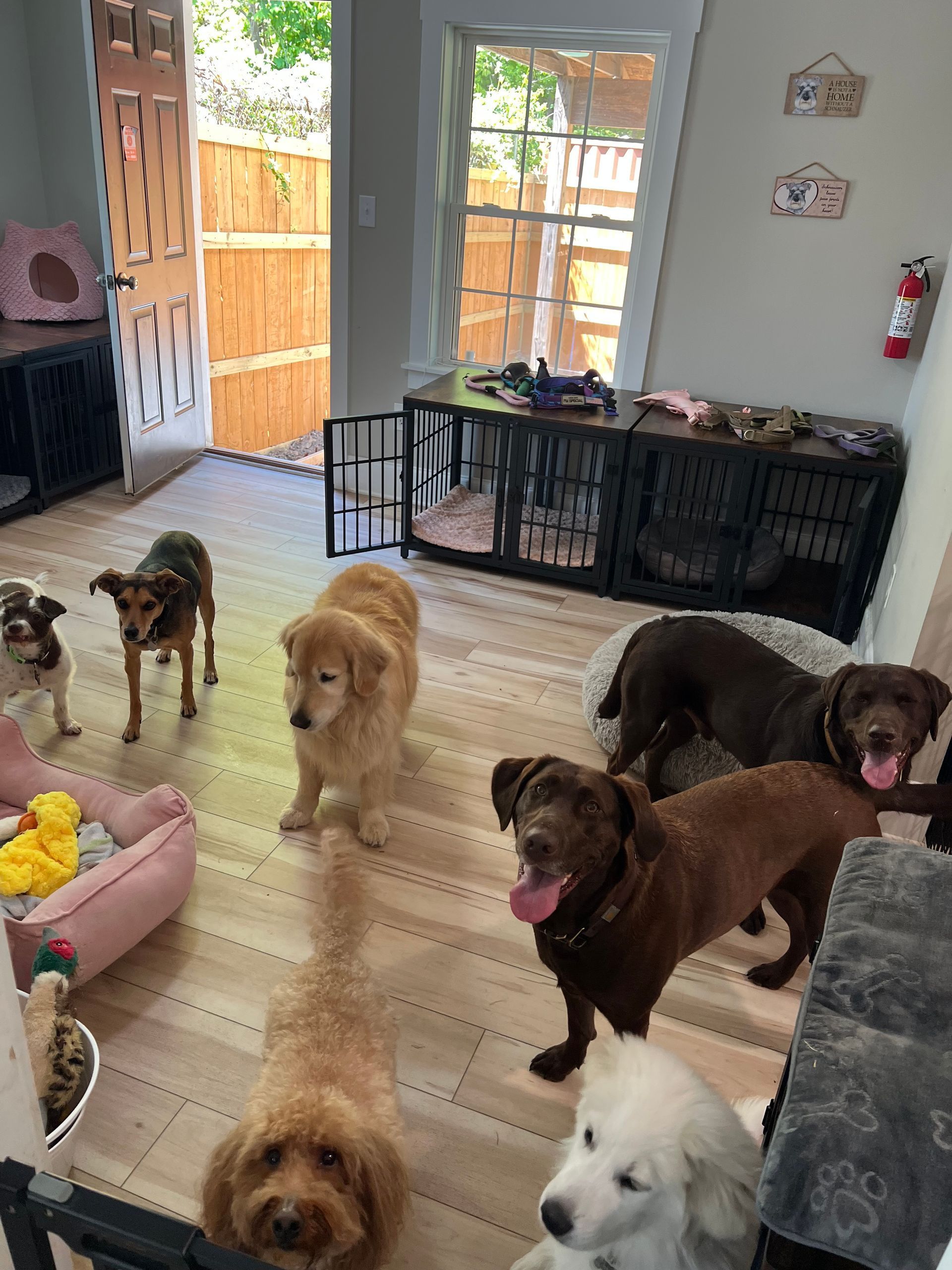 Several dogs standing in a bright living room near a doorway and pet gate