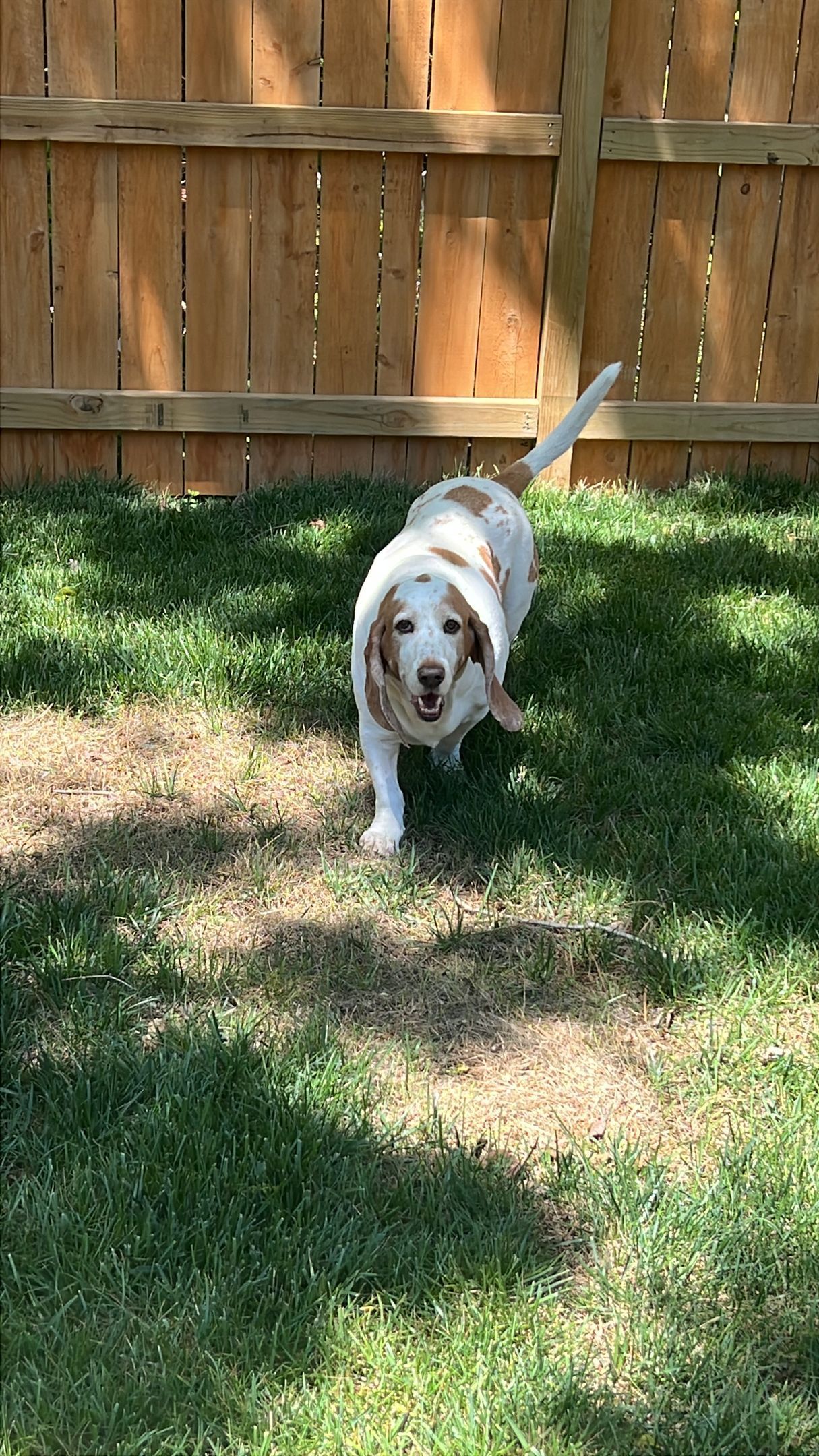White and brown dog walking on grass in a sunny backyard in front of a wooden fence