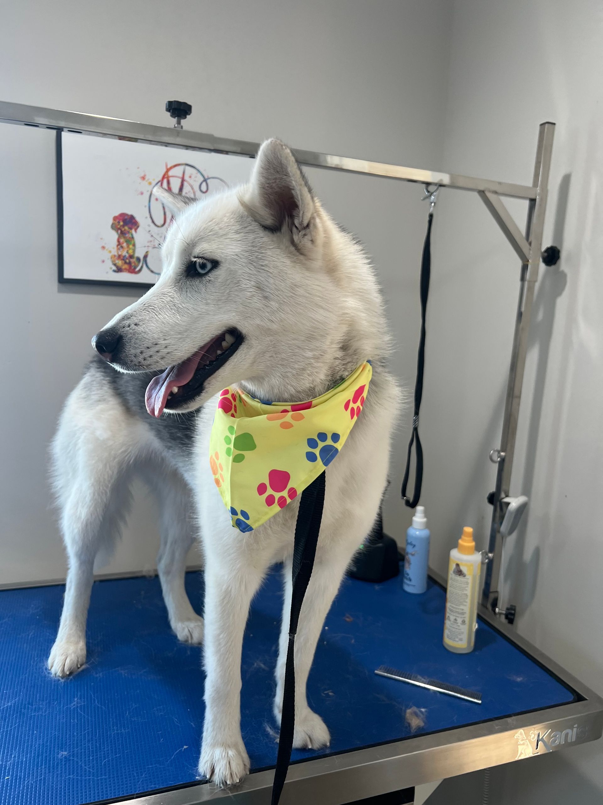 White dog with a yellow paw print bandana stands on a blue grooming table.