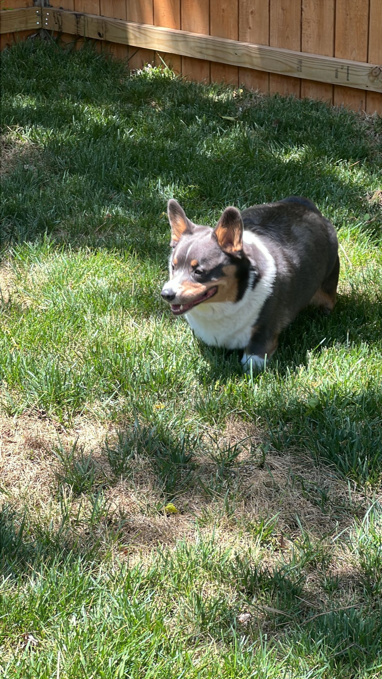 Small dog with a black, white, and brown coat standing on sunlit grass near a wooden fence.