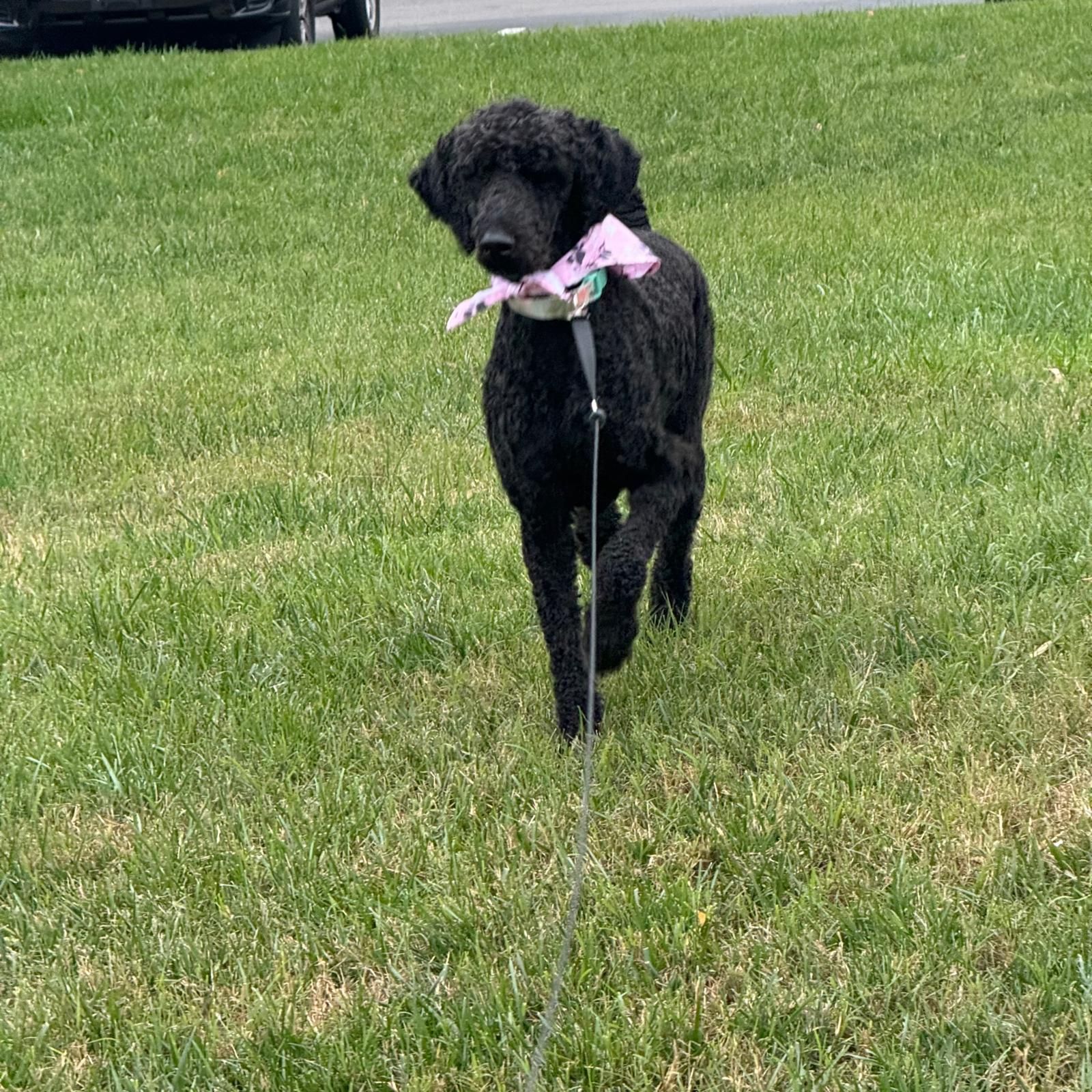 Black curly-haired dog standing on grass with a pink ribbon around its neck