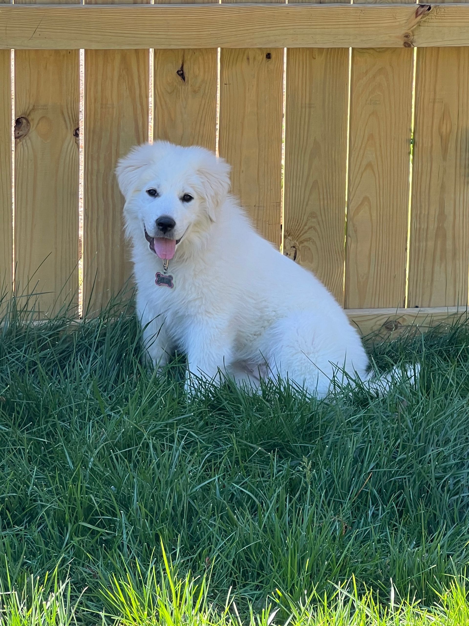 White fluffy dog sitting in grass by a wooden fence, tongue out.