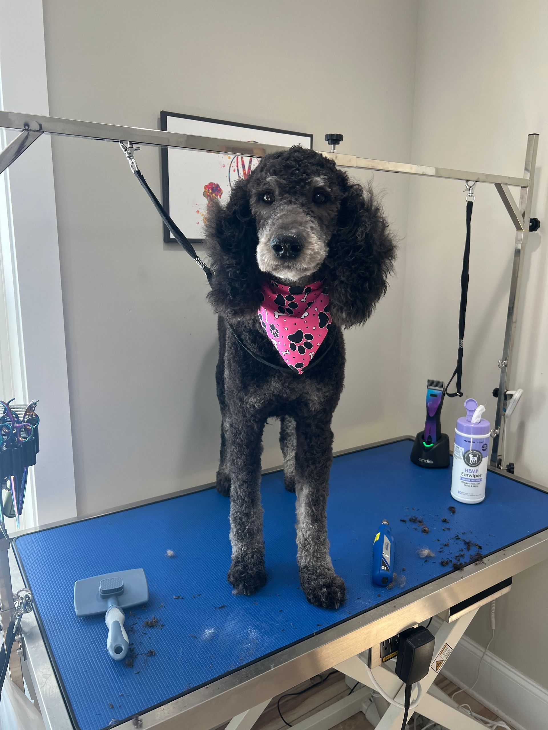 Black poodle wearing a pink bandana standing on a grooming table.