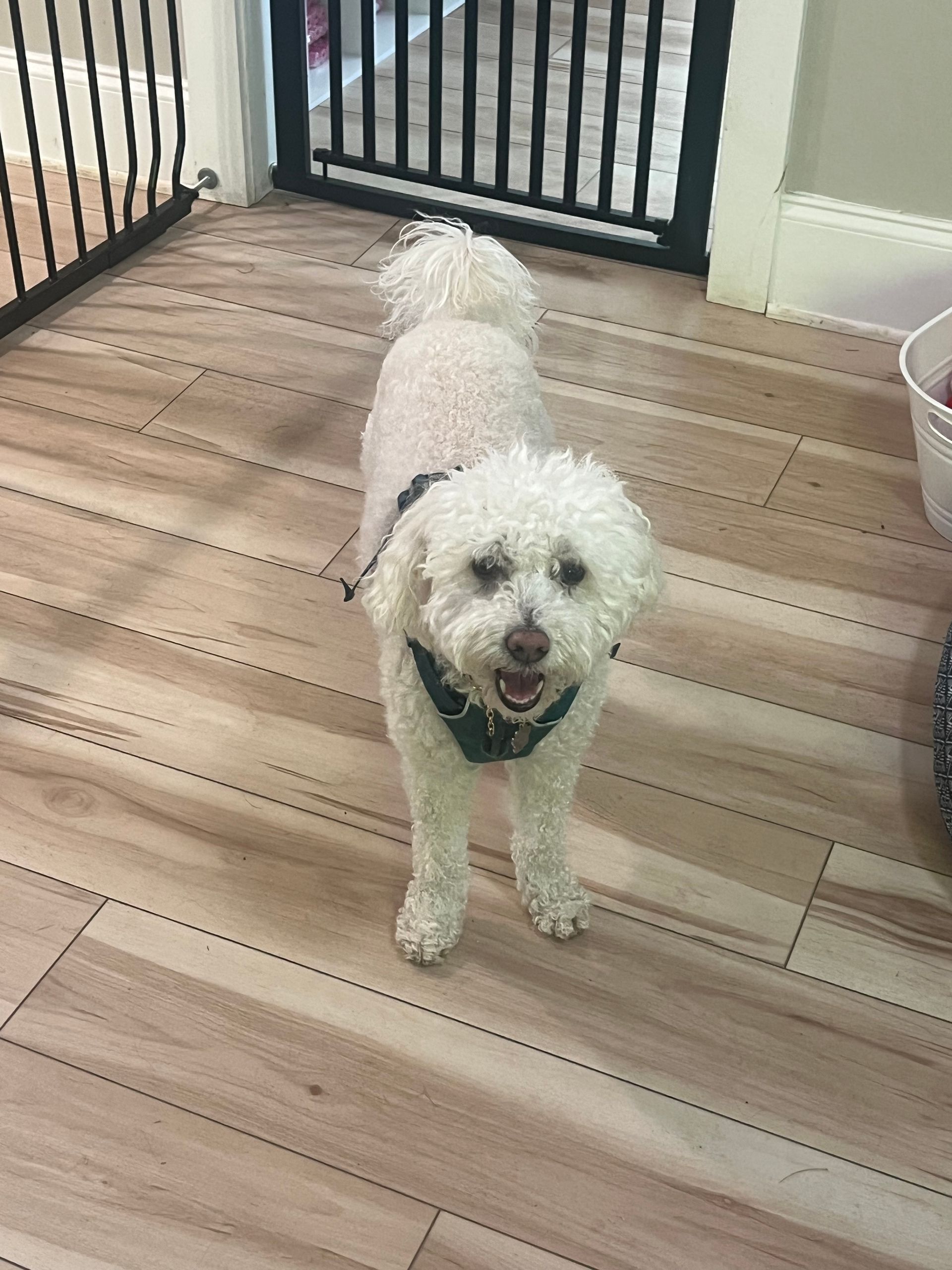 Small white fluffy dog standing on a wooden deck, facing the camera and panting happily.