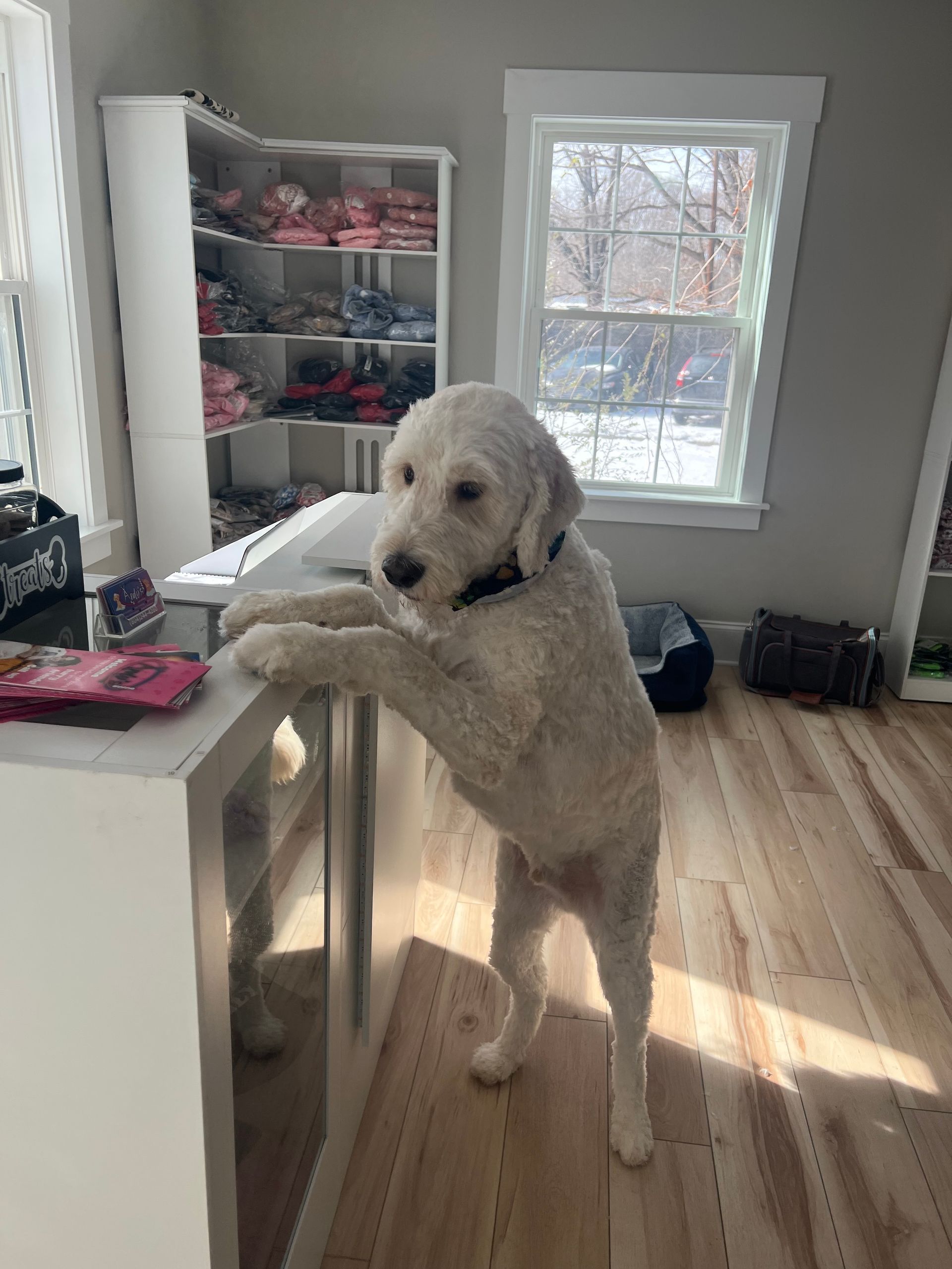 White Goldendoodle stands on hind legs, paws on counter in a room, looking curious.