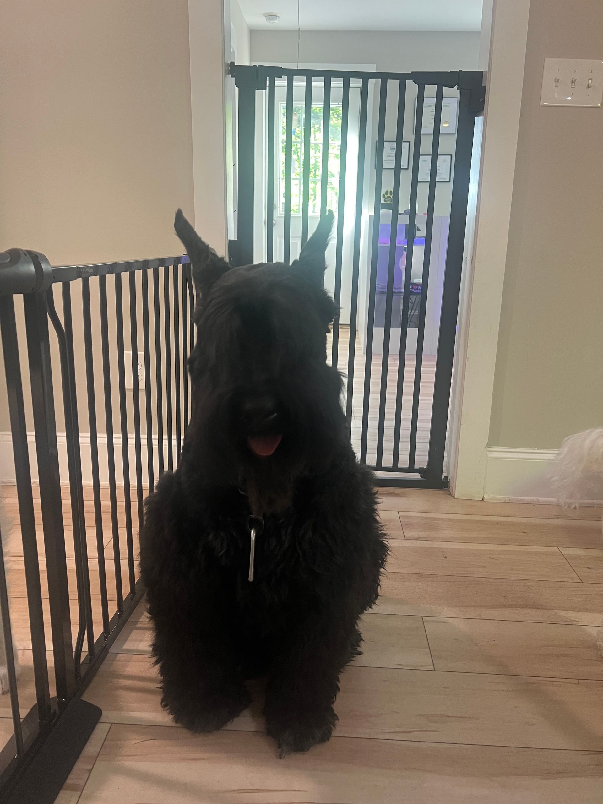 Black dog standing in a hallway near a baby gate, facing the camera with tongue out.