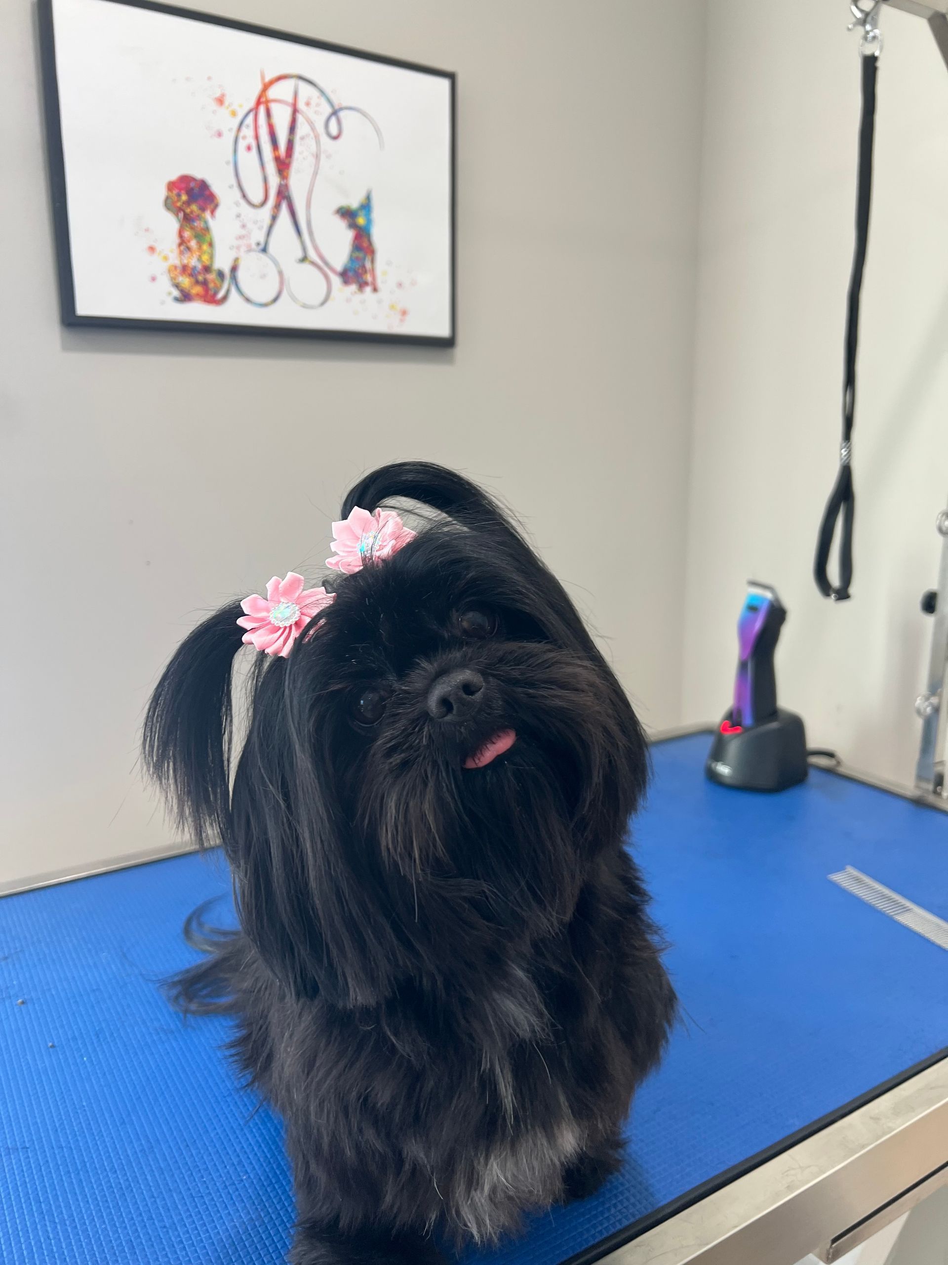 Black dog with pink bows, tongue out, sits on a blue grooming table.