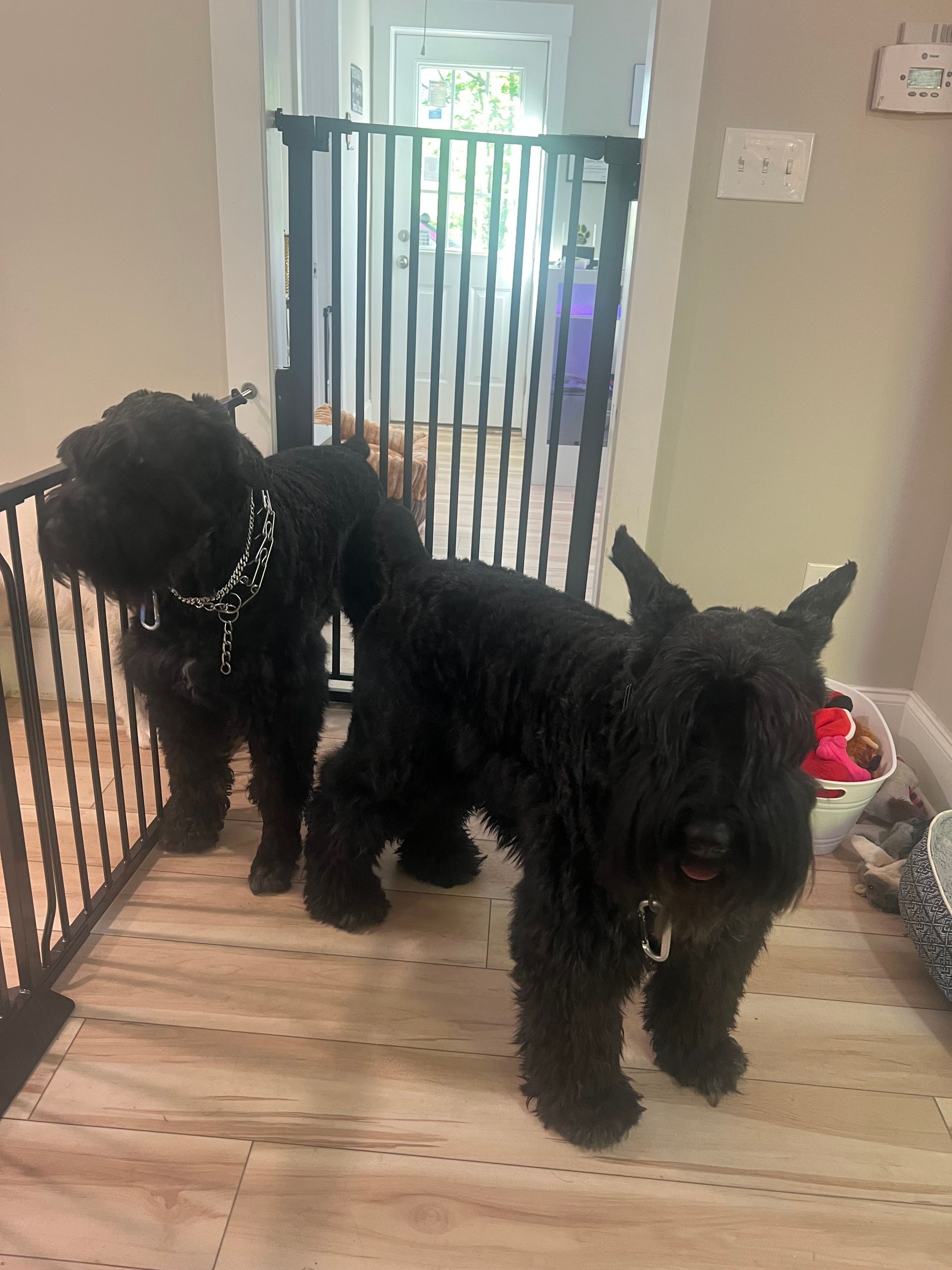 Two black dogs standing by a baby gate in a hallway