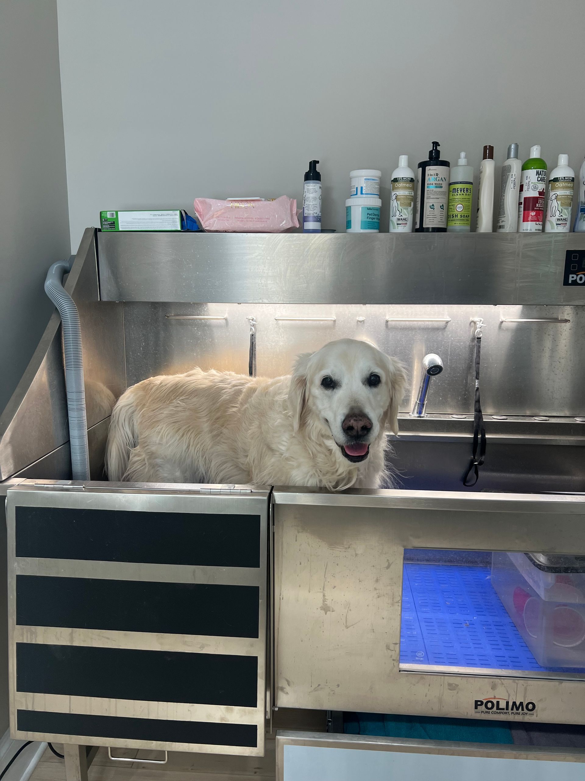 Golden retriever dog in a stainless steel grooming tub, looking directly at the camera.