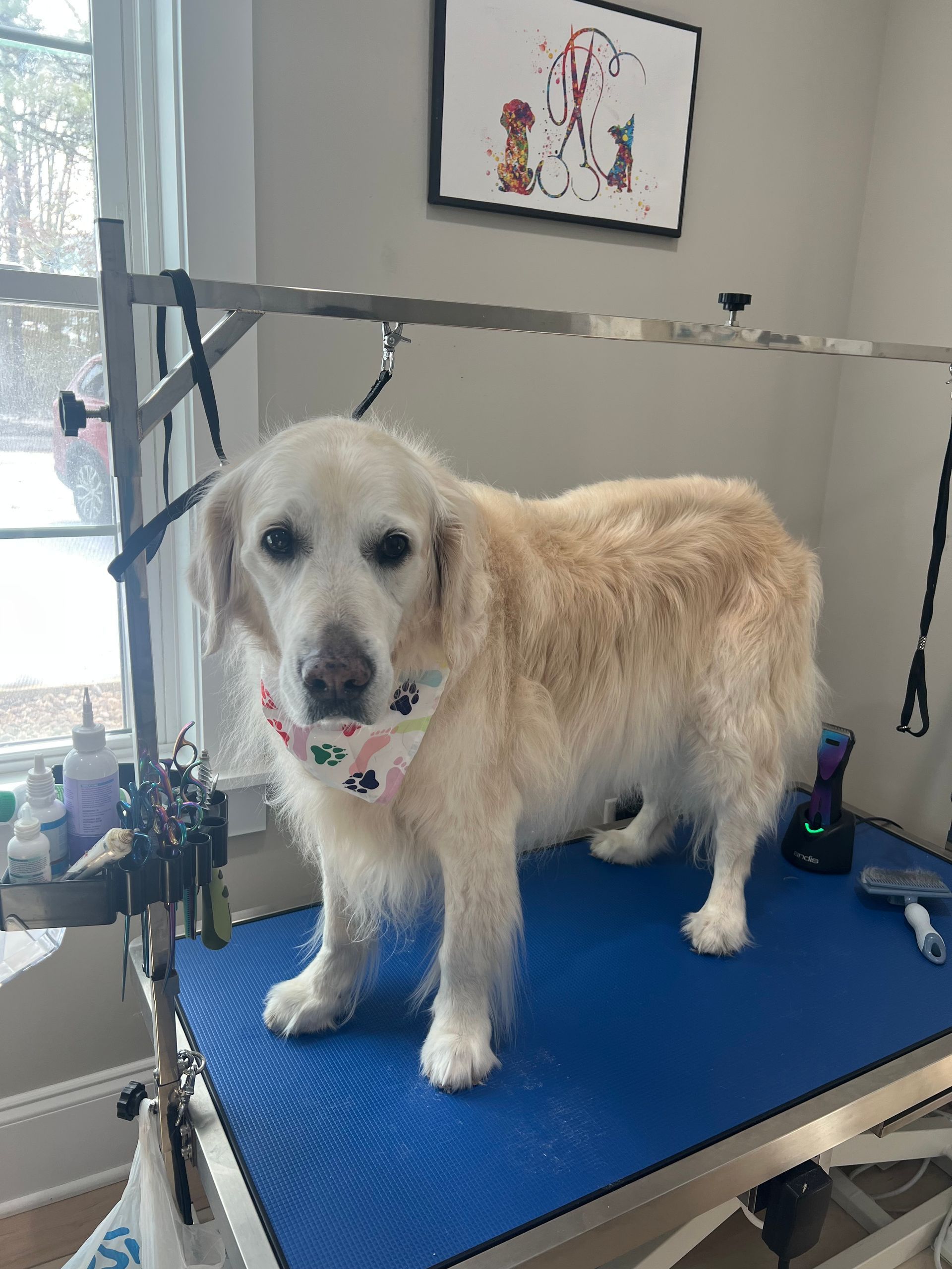 Golden retriever dog on a blue grooming table, wearing a bandana. Grooming supplies in the background.