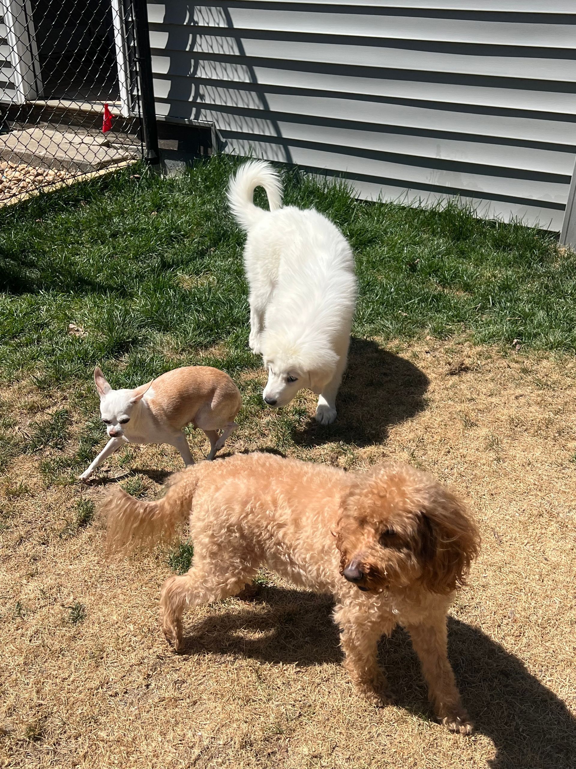 Three small dogs sniffing around a grassy yard beside a house siding.
