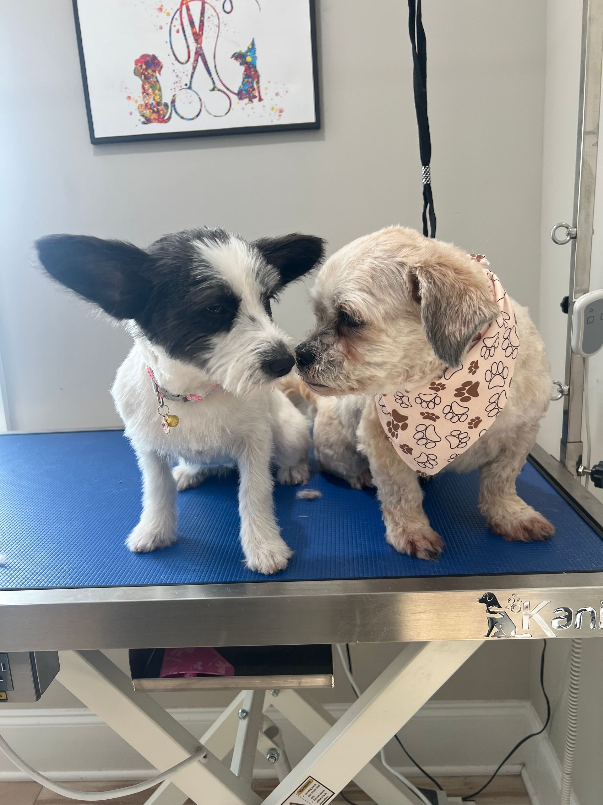Two dogs sit nose to nose on a grooming table. One is black and white, the other beige. They both wear bandanas.