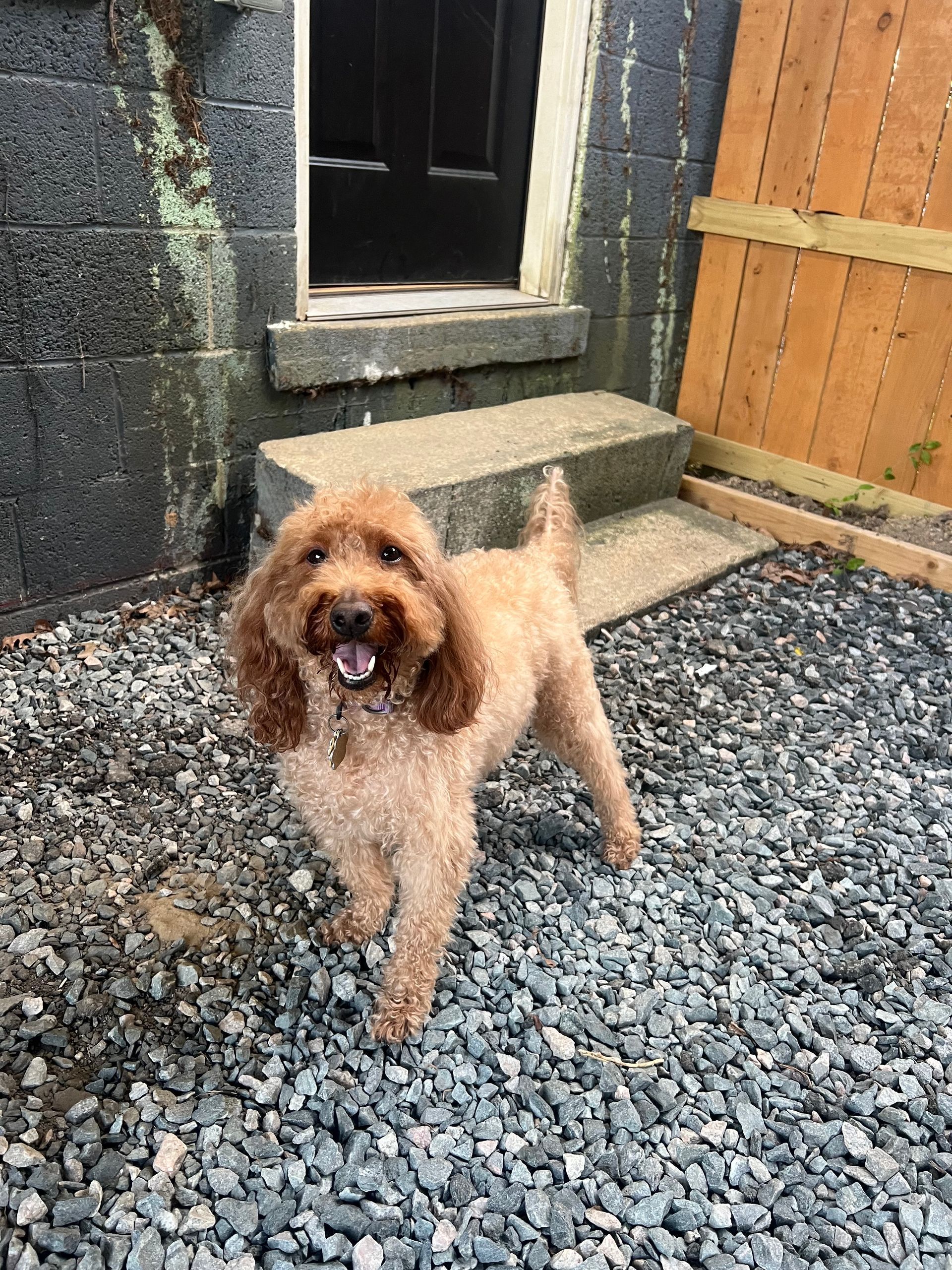 Brown curly dog standing on gravel in a backyard near steps and a doorway